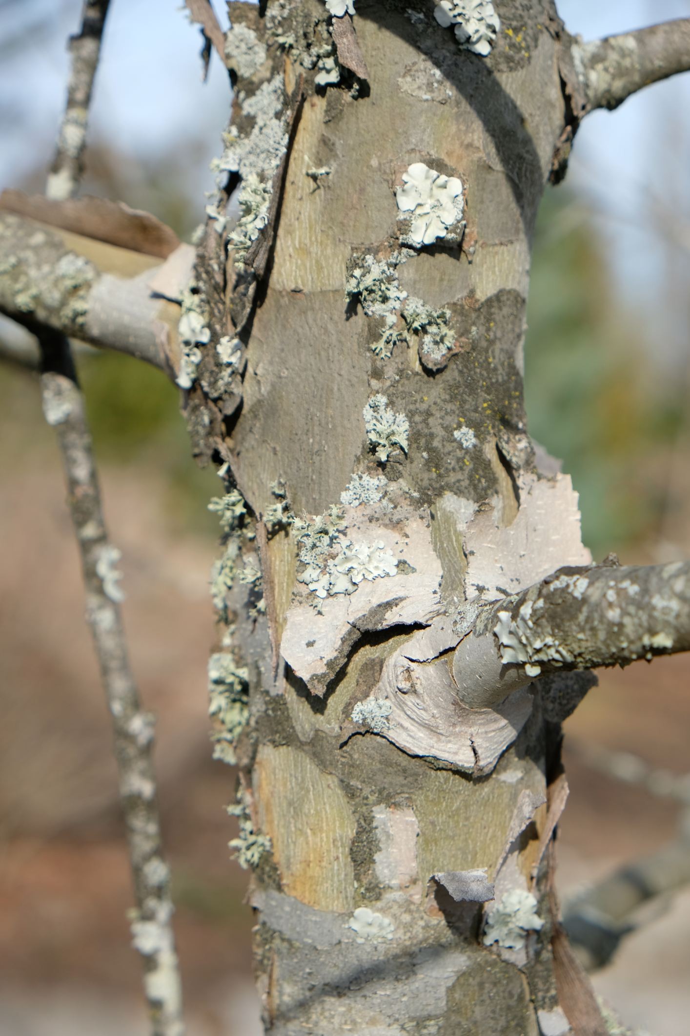 Platanus × acerifolia 'Bloodgood'
