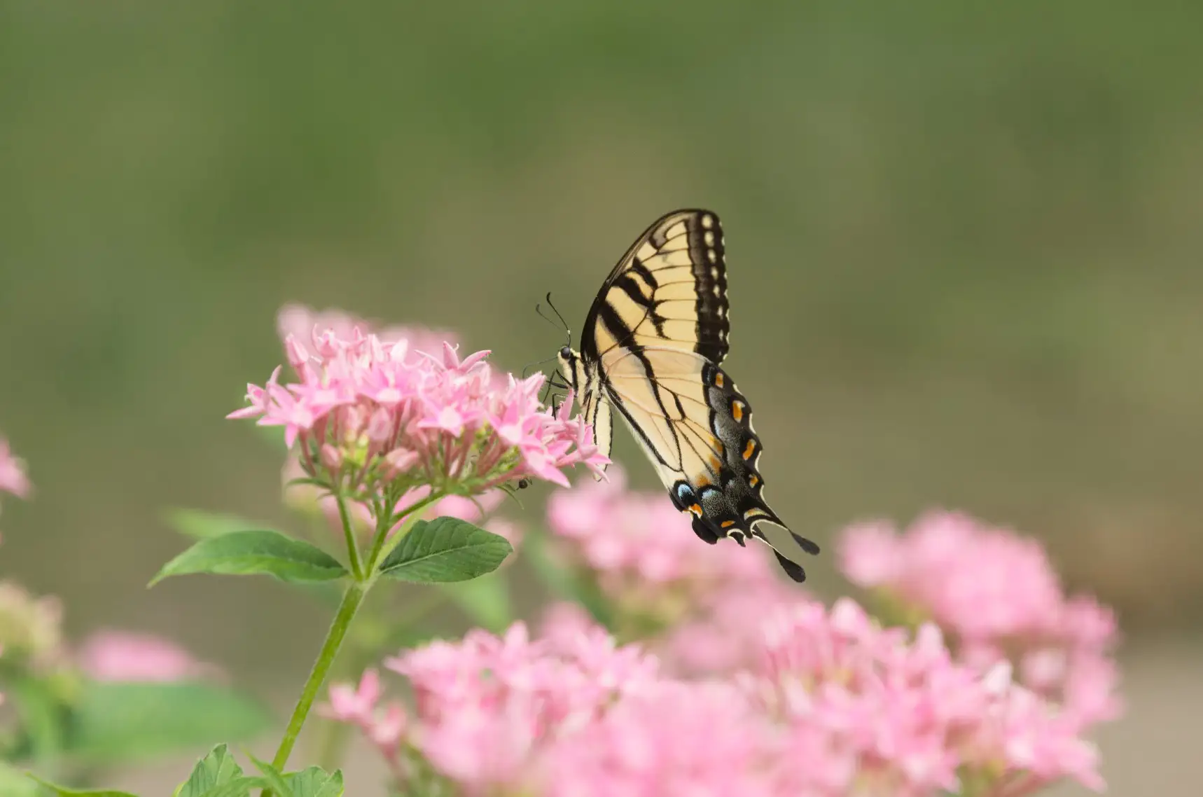 Pollinator_Roundtable-butterfly