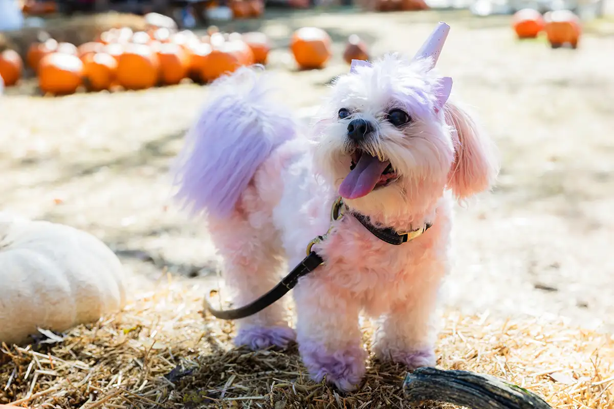 PoochFest2024-92