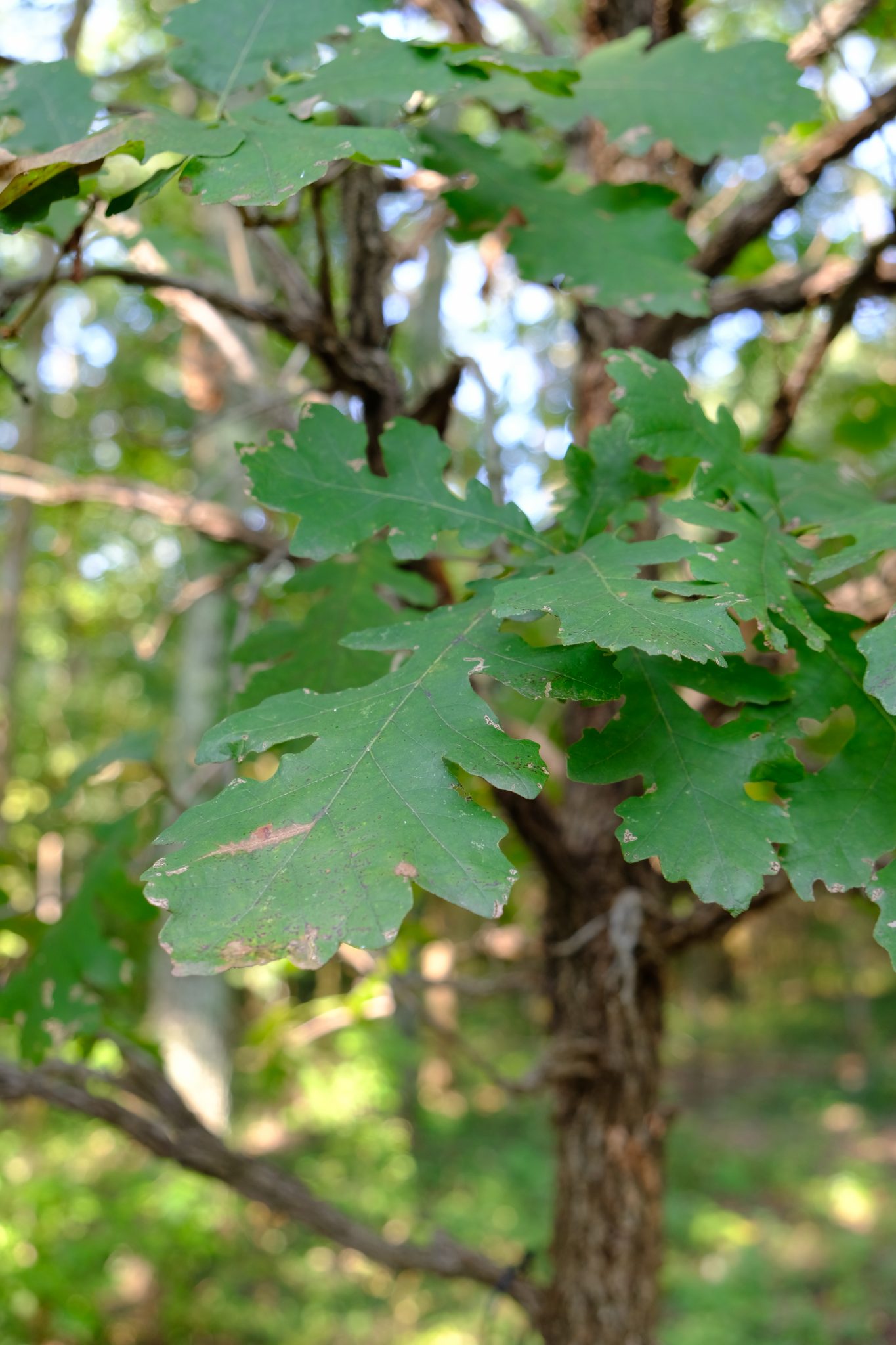 Quercus-macrocarpa-1-1-1365x2048