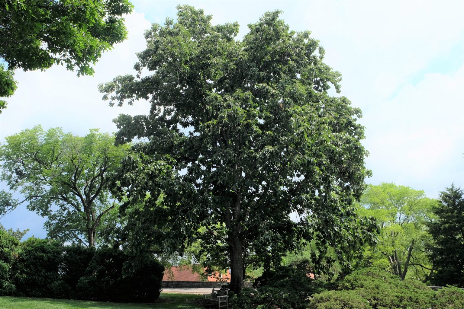 Quercus-montana-1-1536x1024
