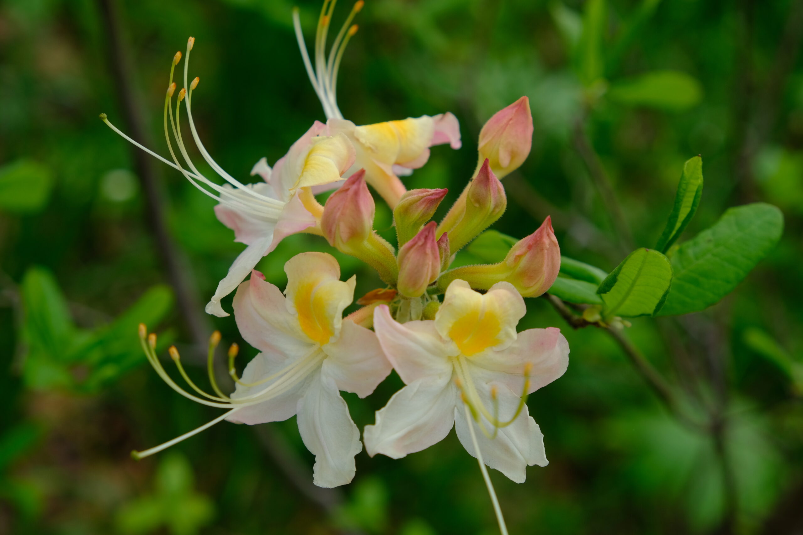 Rhododendron 'Frederick O. Douglas'