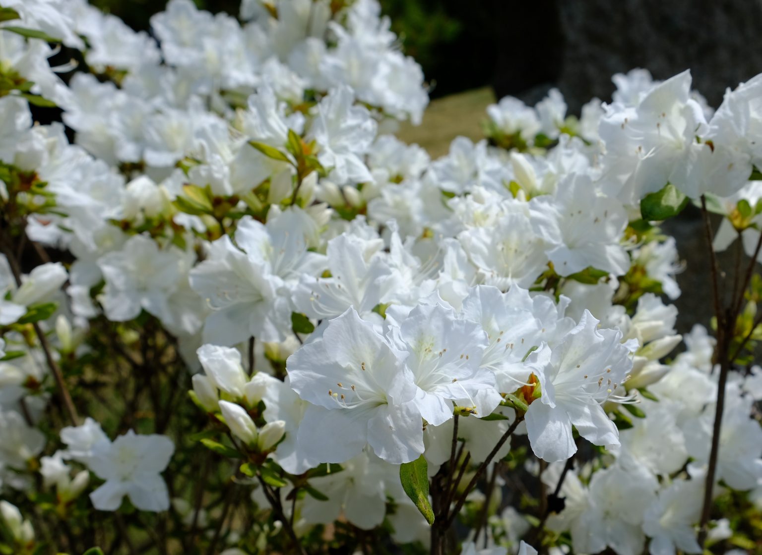 Rhododendron-JA-04-1-1536x1120-1