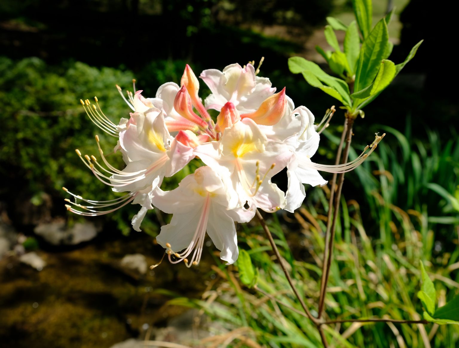 Rhododendron-Knapp-Hill-White-5-1-1536x1165
