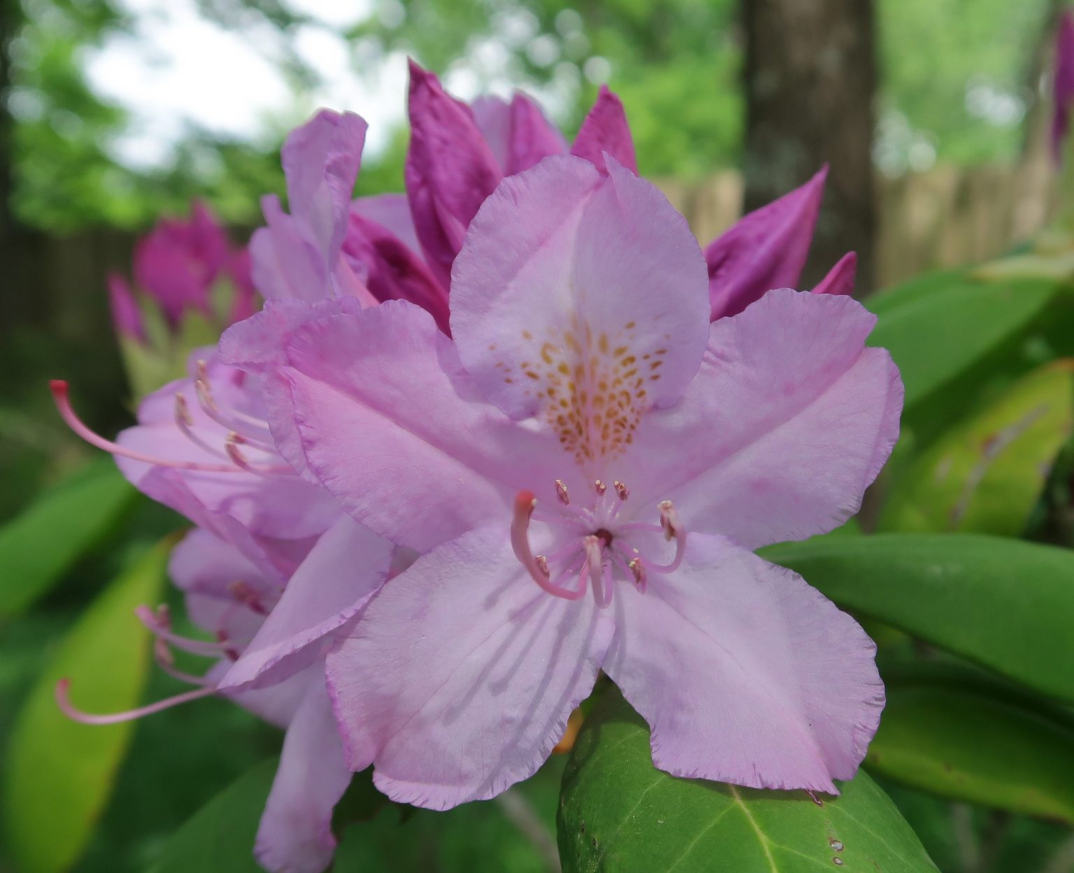 Rhododendron-catawbiense-2000-0169DO-Fenceline-10-1536x1249