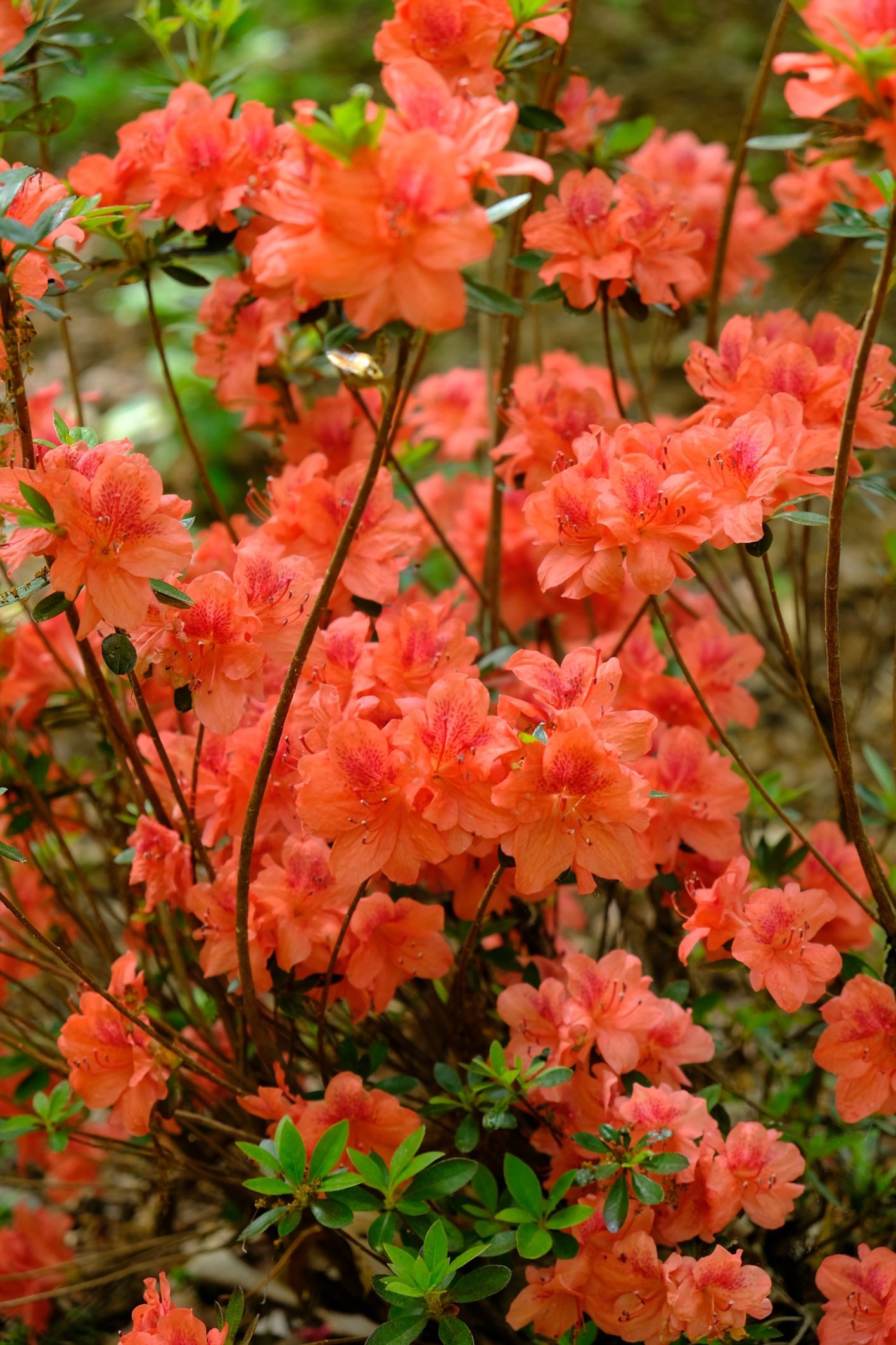 Rhododendron × 'Fashion'