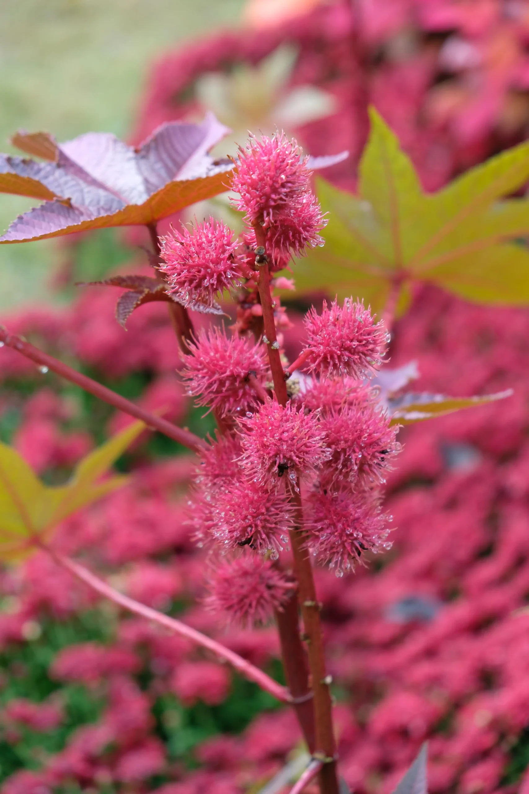 Ricinus communis