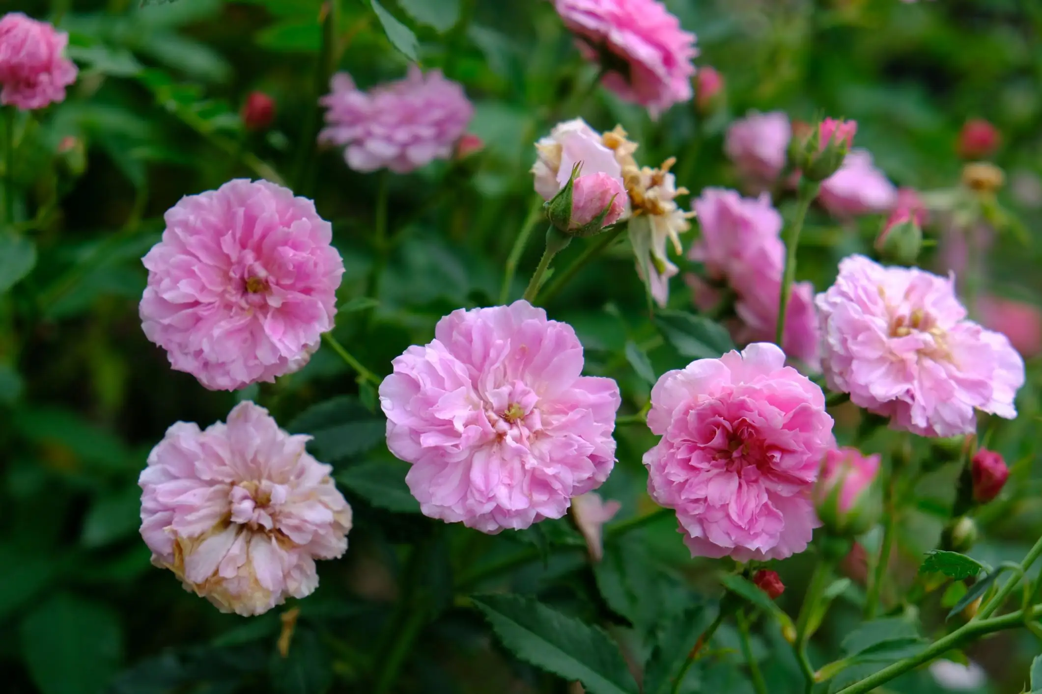 Rosa 'Caldwell Pink'