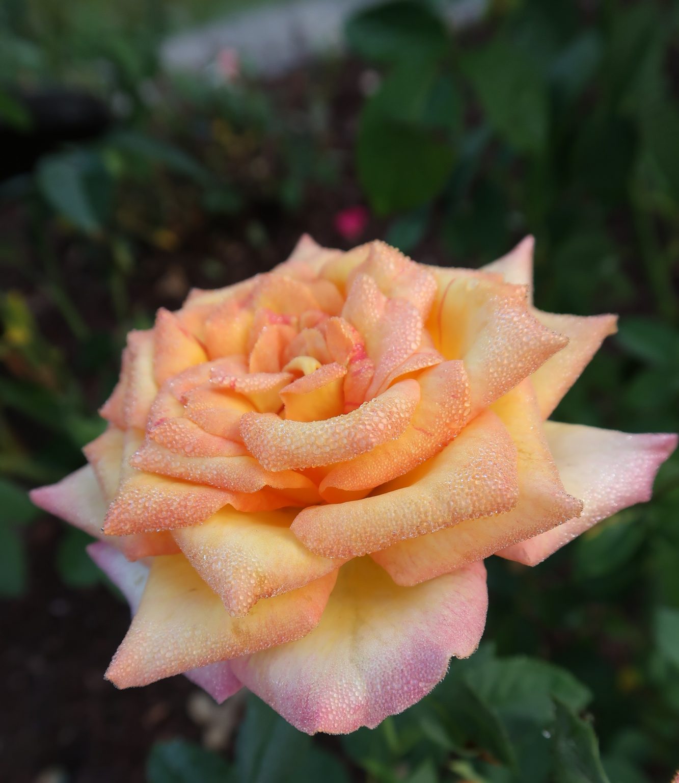 Rosa-Gold-Medal-Rose-Study-Garden-2-1333x1536
