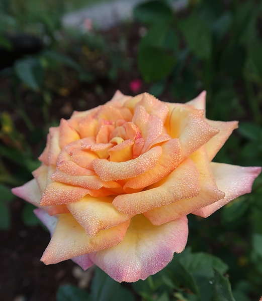 Rosa-Gold-Medal-Rose-Study-Garden-2