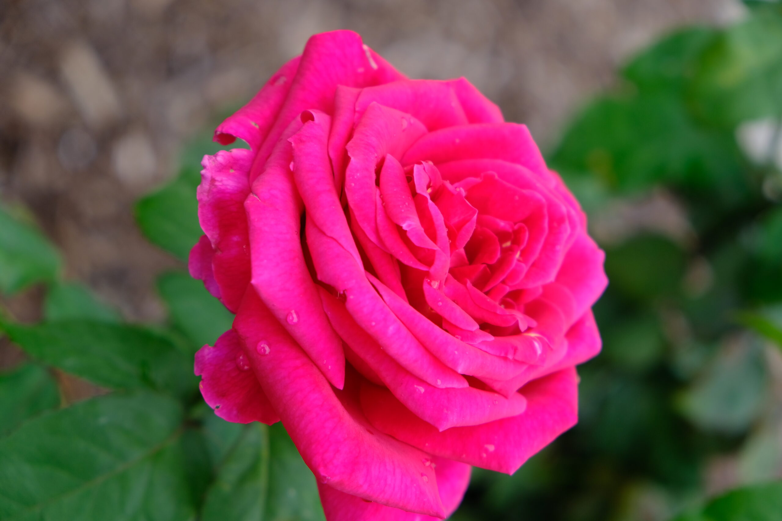 Rosa 'Mister Lincoln'