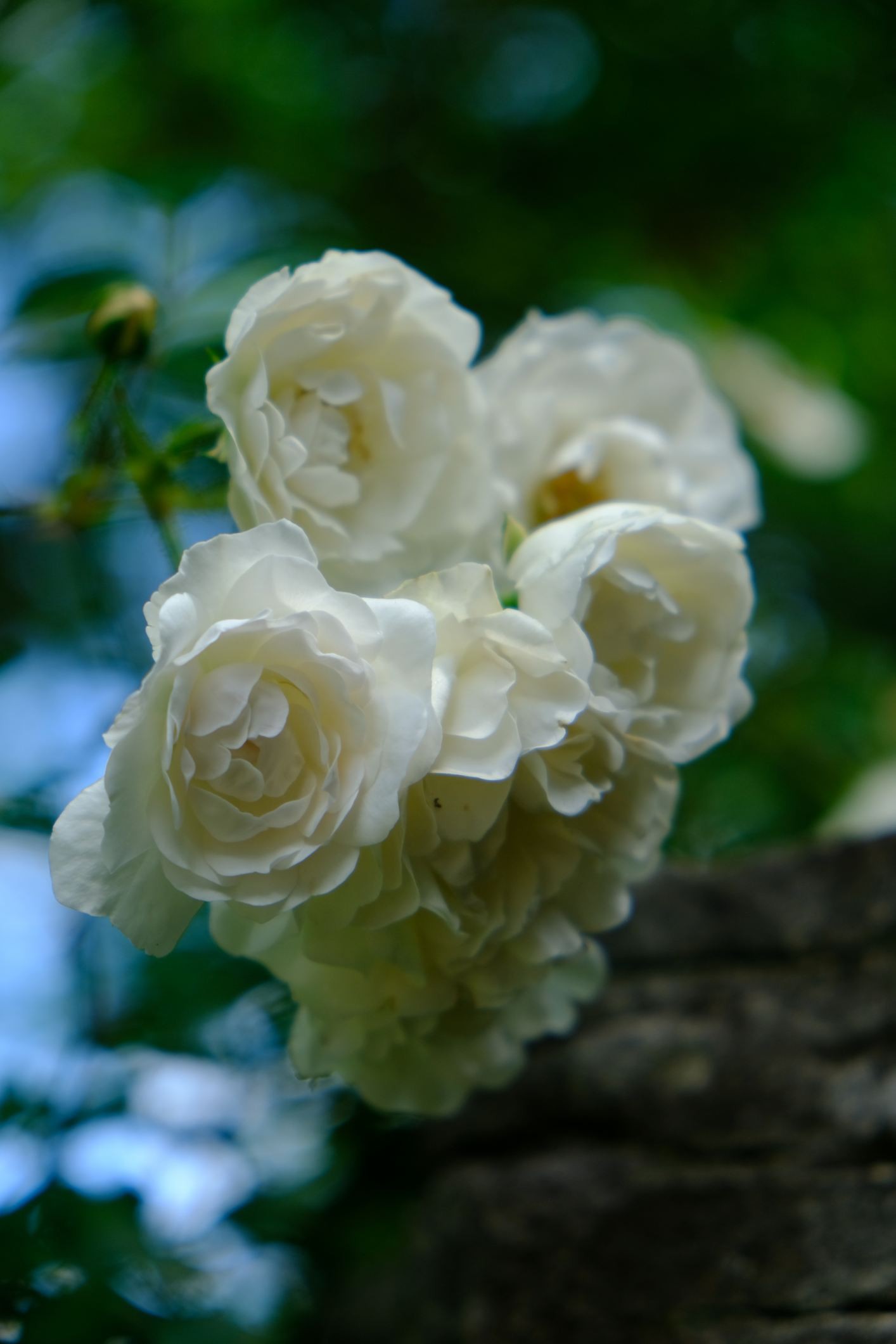 Rosa 'Sea Foam' EarthKind® Rose