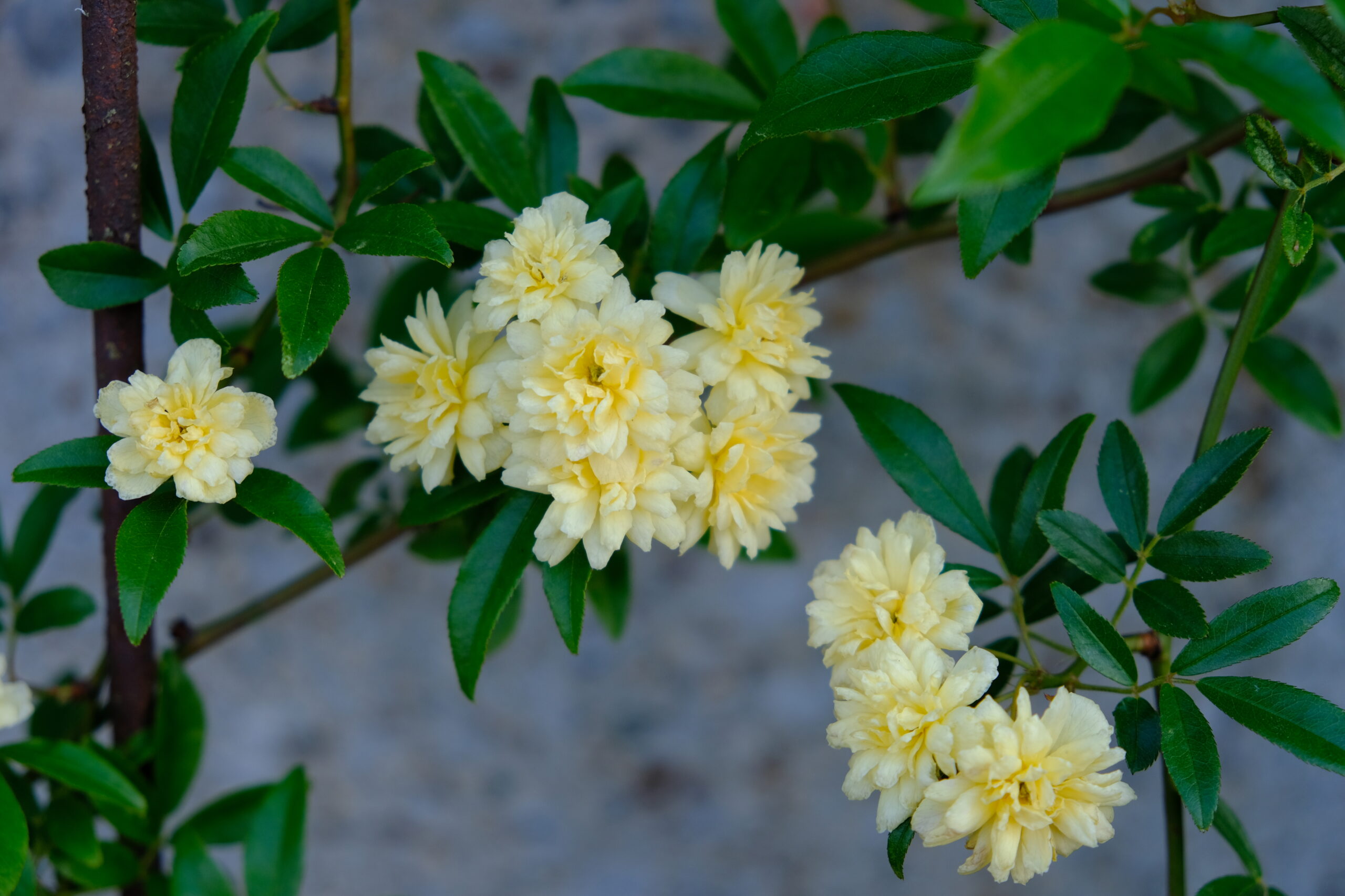 Rosa banksiae 'Lutea'