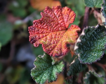 Rubus-Calycinoides