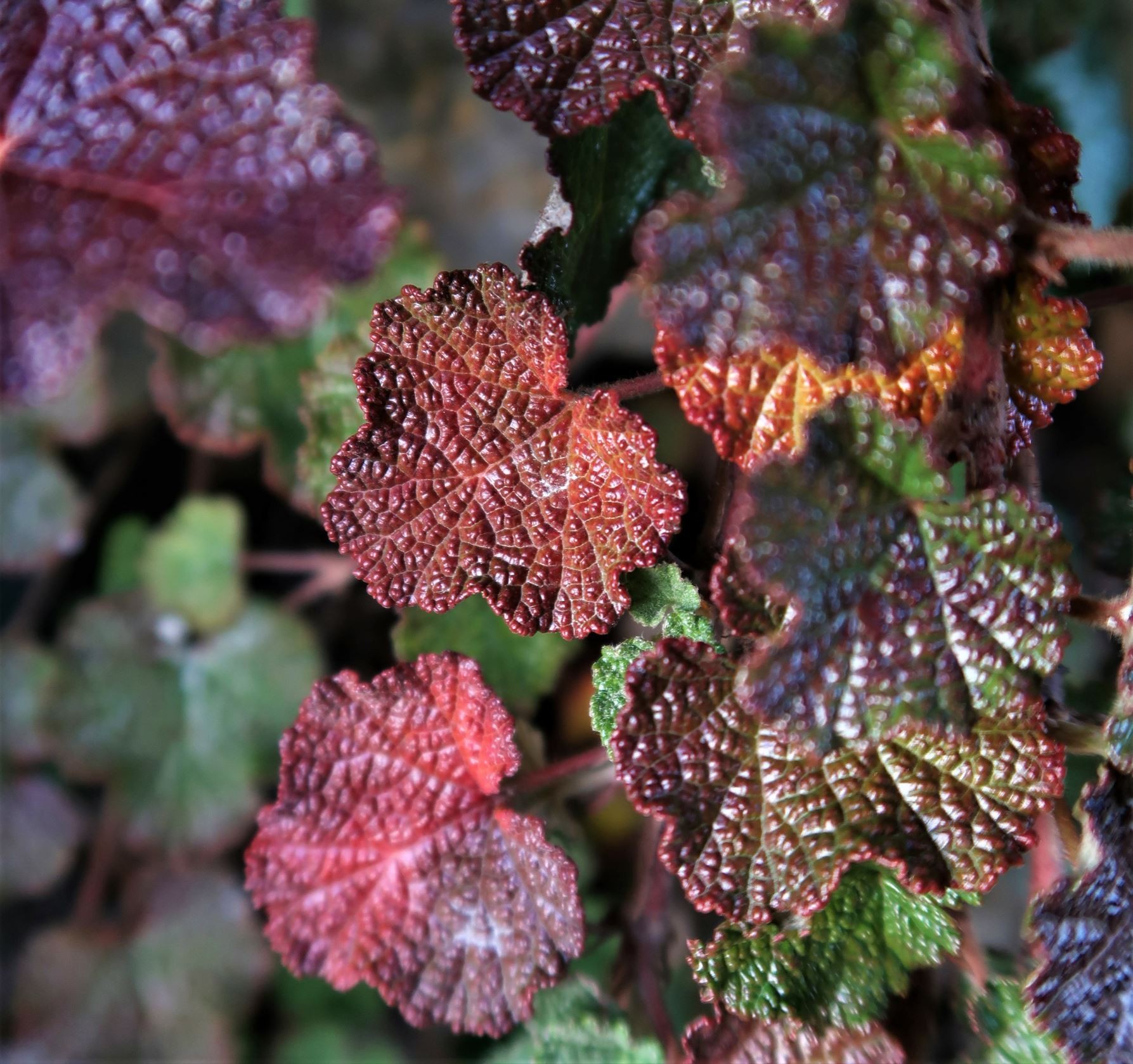 Rubus hayata-koidzumii