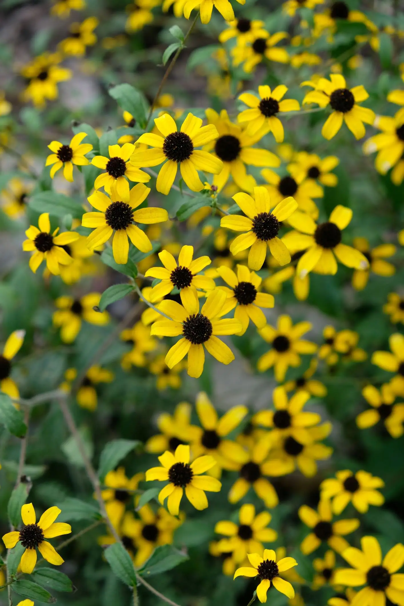 Rudbeckia triloba