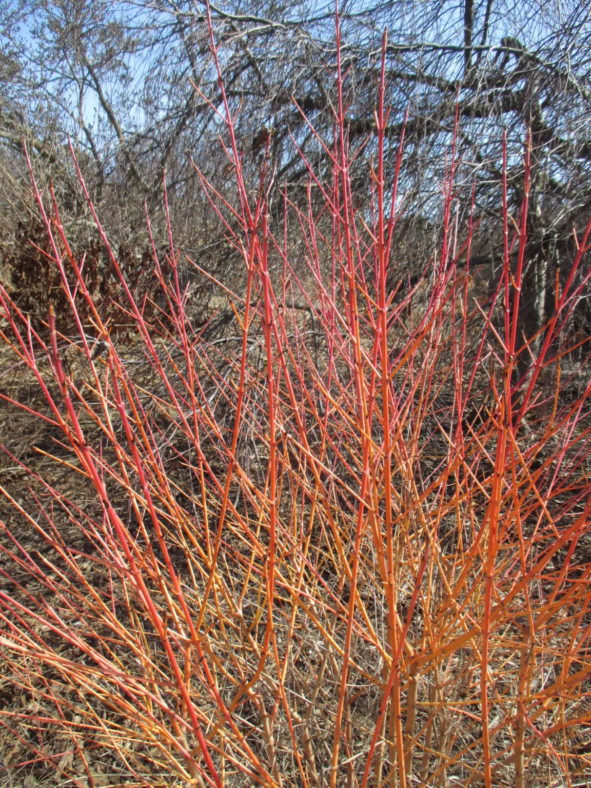 Salix-alba-subsp.-vitellina-Britzensis-1-1152x1536