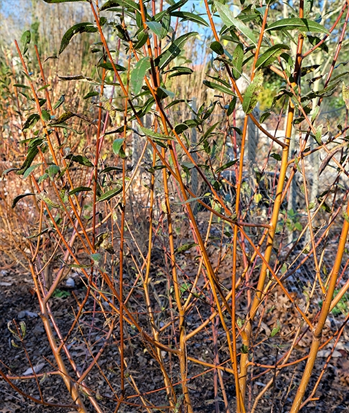 Salix-alba-subsp.-vitellina-Britzensis-2