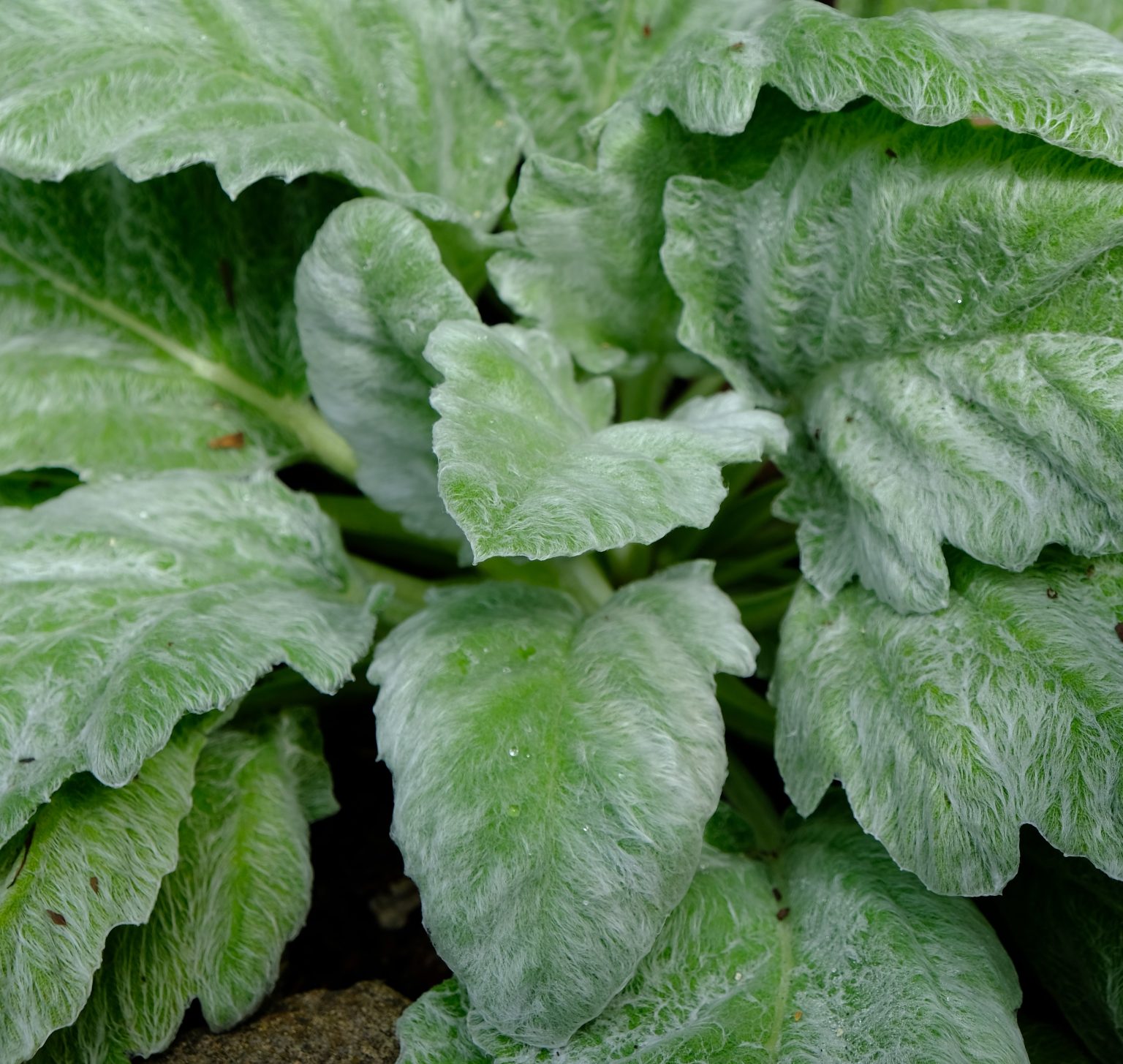 Salvia-argentea-1-1-1536x1455