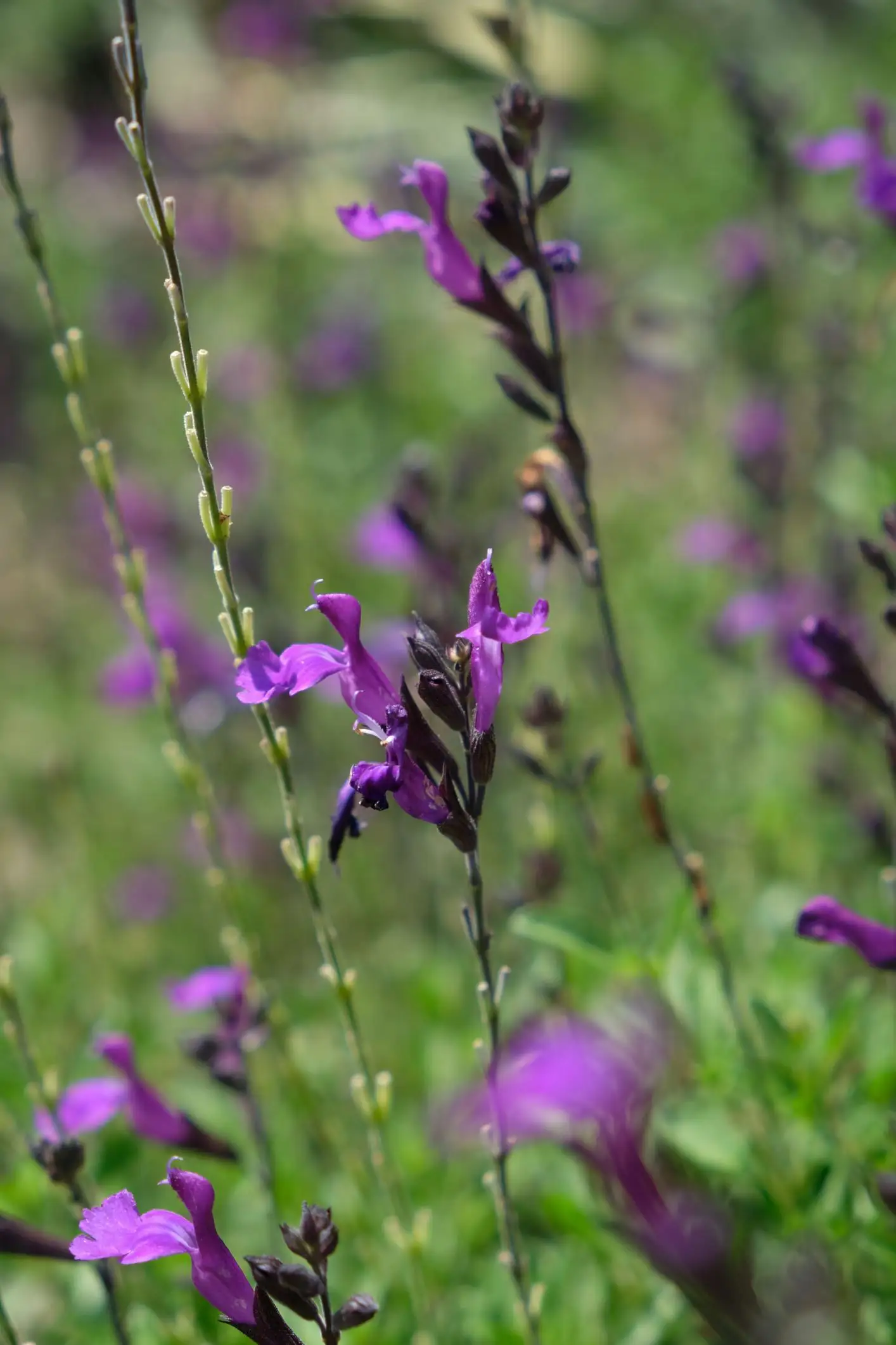 Salvia greggii 'Deep Purple' Mirage™