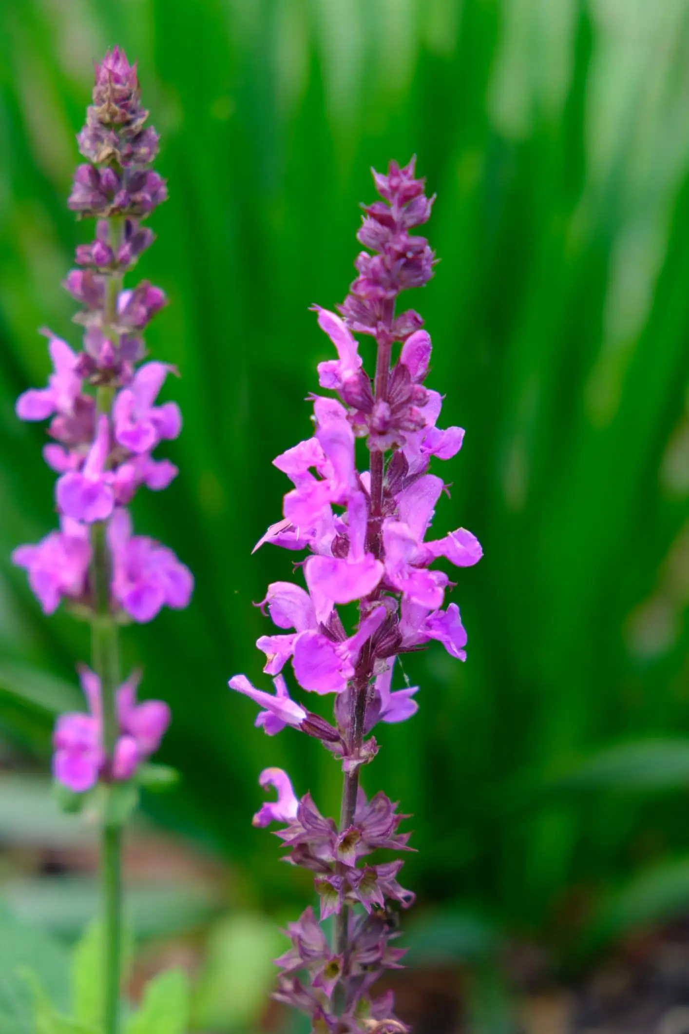 Salvia nemorosa 'Rose Marvel'