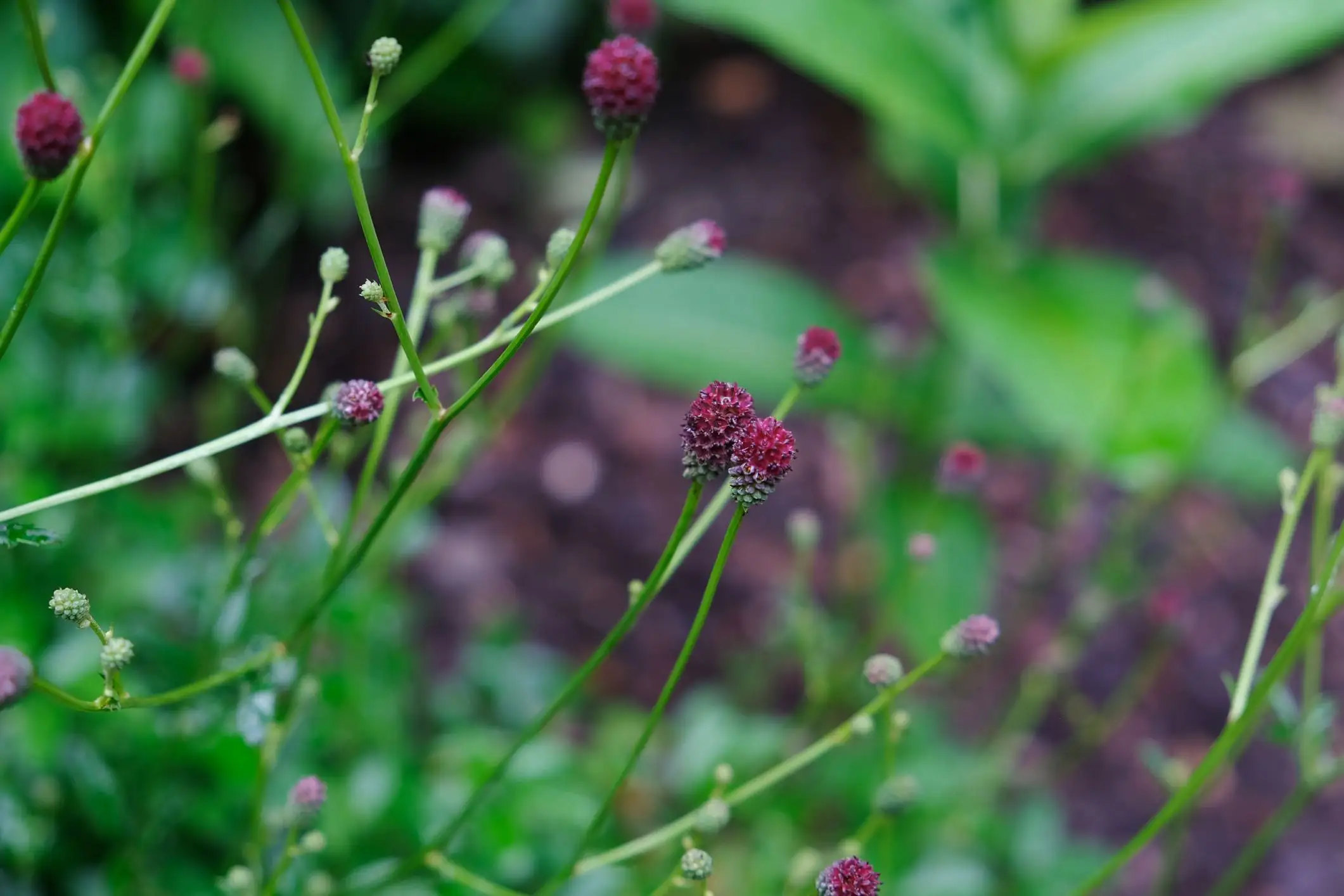 Sanguisorba minor