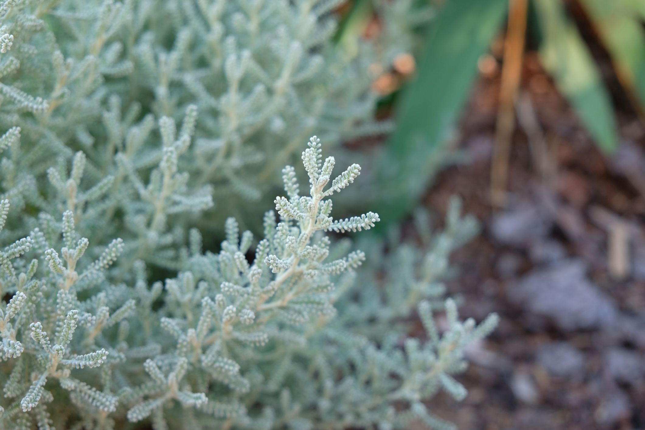 Santolina chamaecyparissus