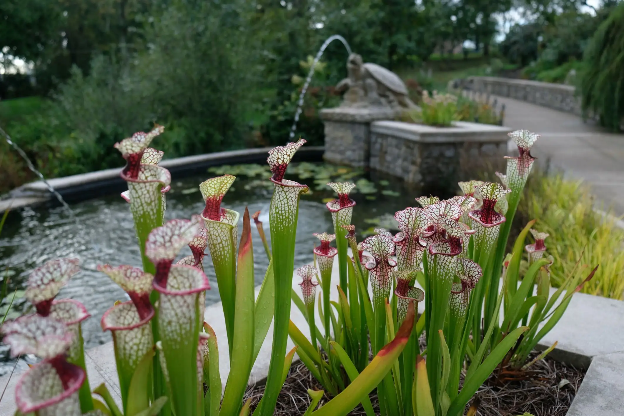 Sarracenia × 'Lunchbox'