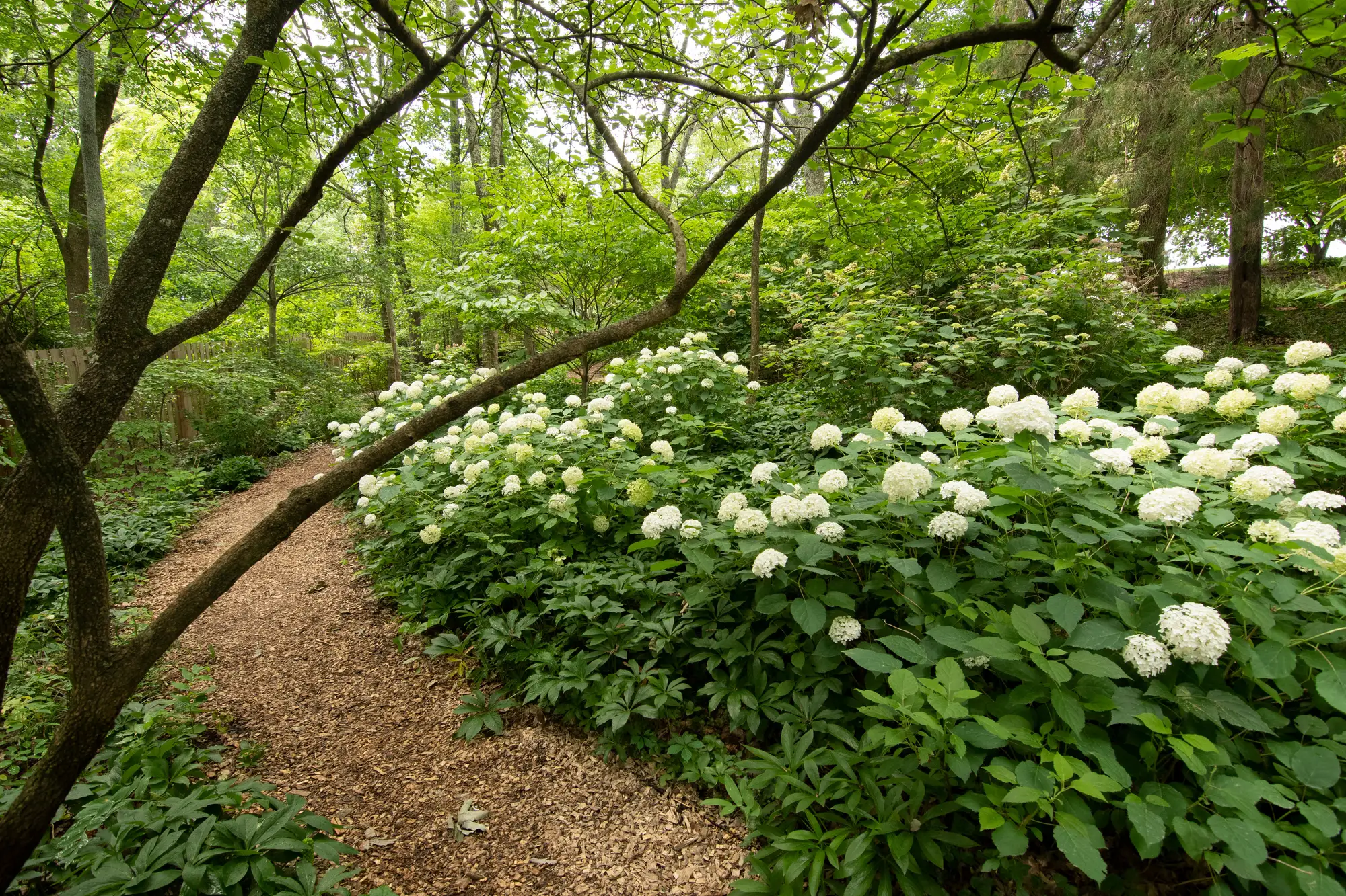 The Cheekwood Gardening School-Designing with Trees