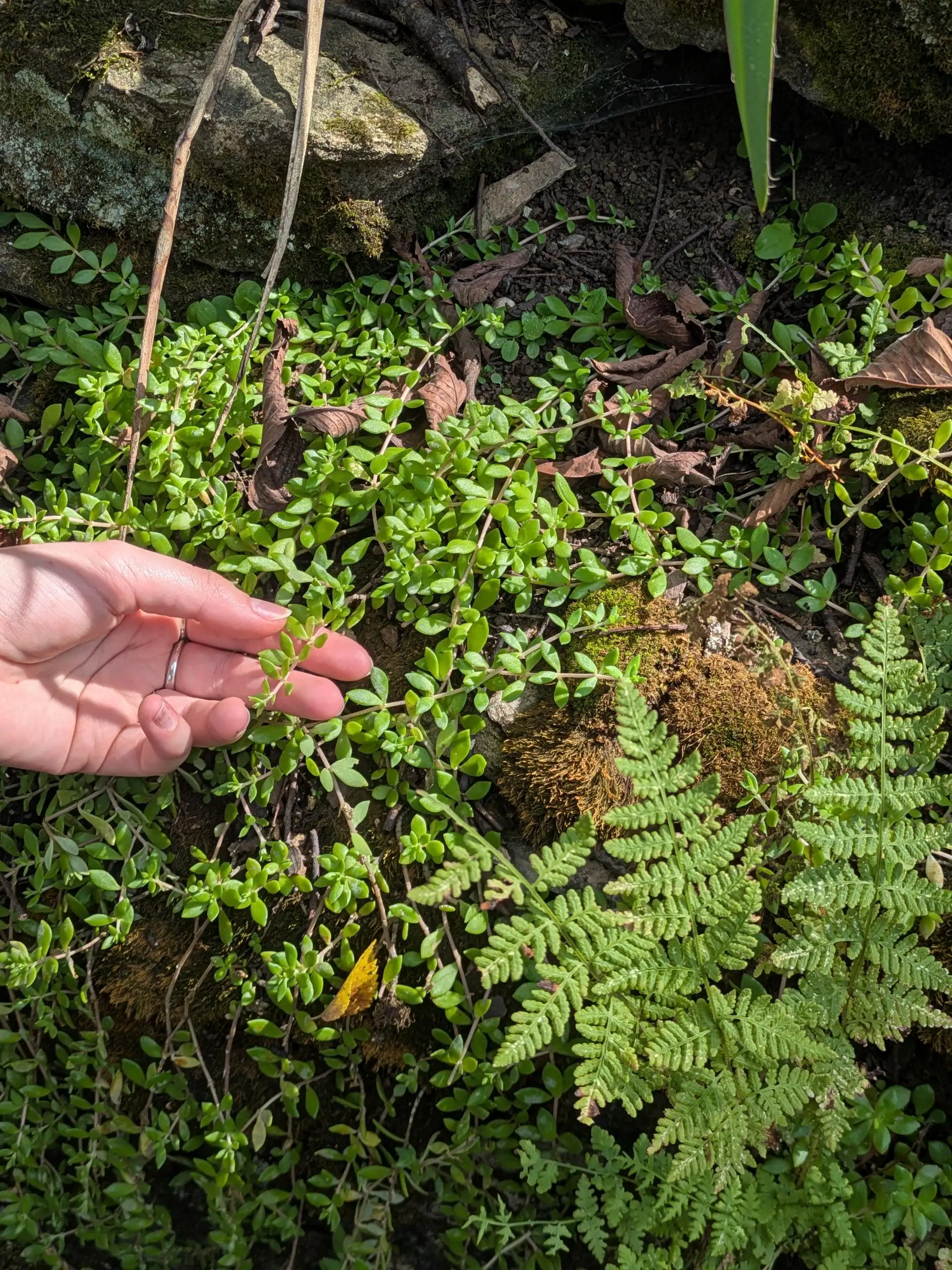 The Cheekwood Gardening School-Plant ID for home gardeners