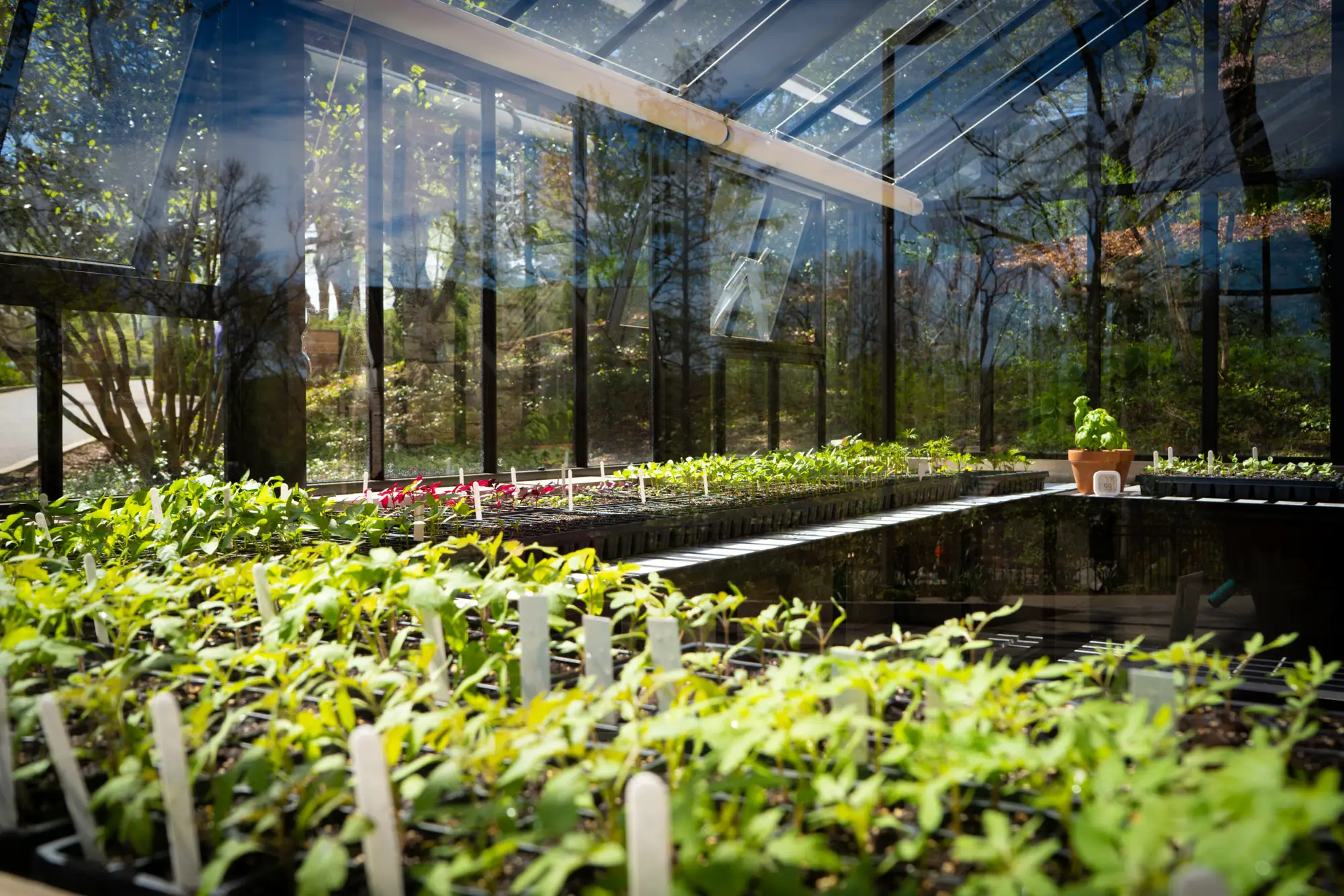 The Cheekwood Gardening School-Plant Propagation