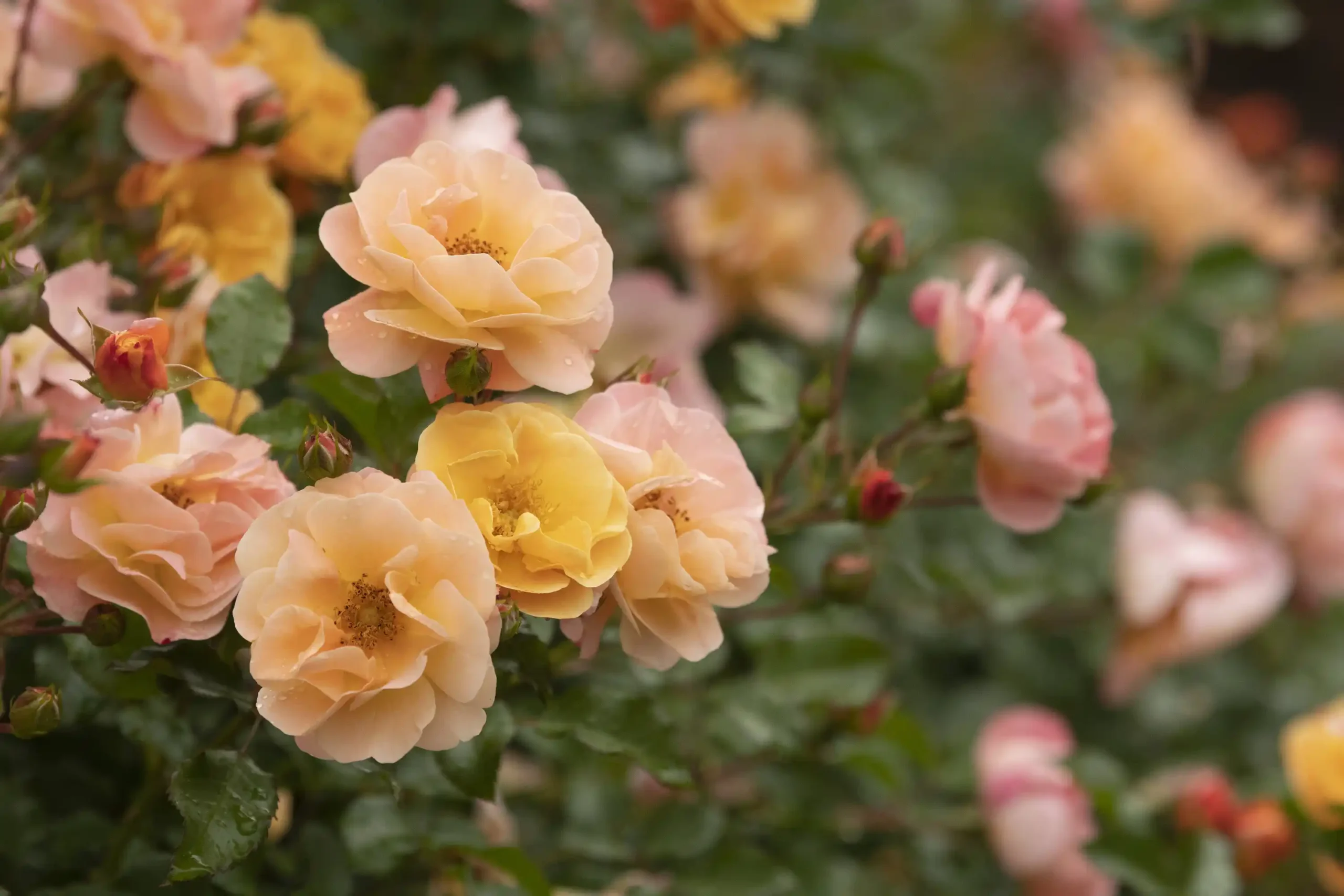 The_Cheekwood_Gardening_School- Growing Roses Organically
