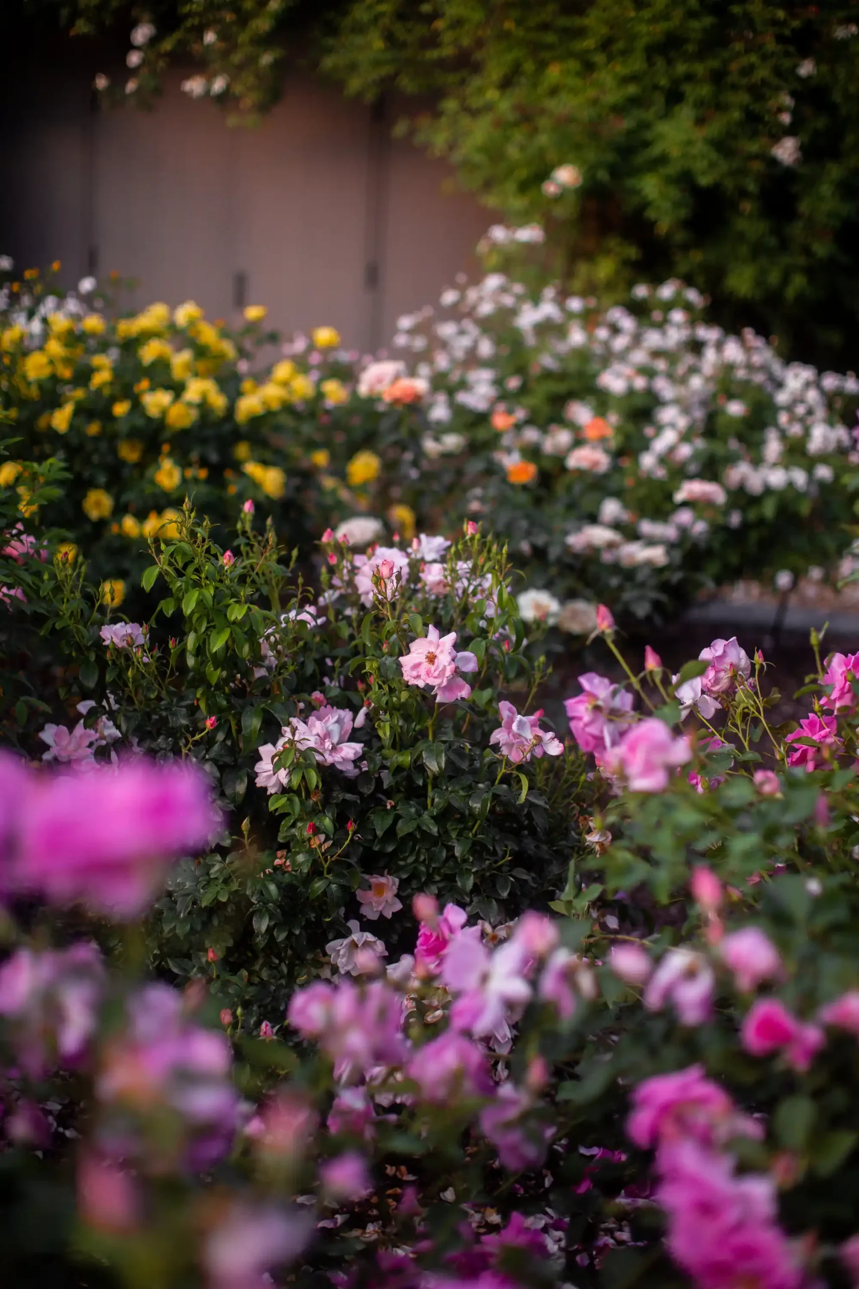 The_Cheekwood_Gardening_School- Pick Your Own Rose Bouquet