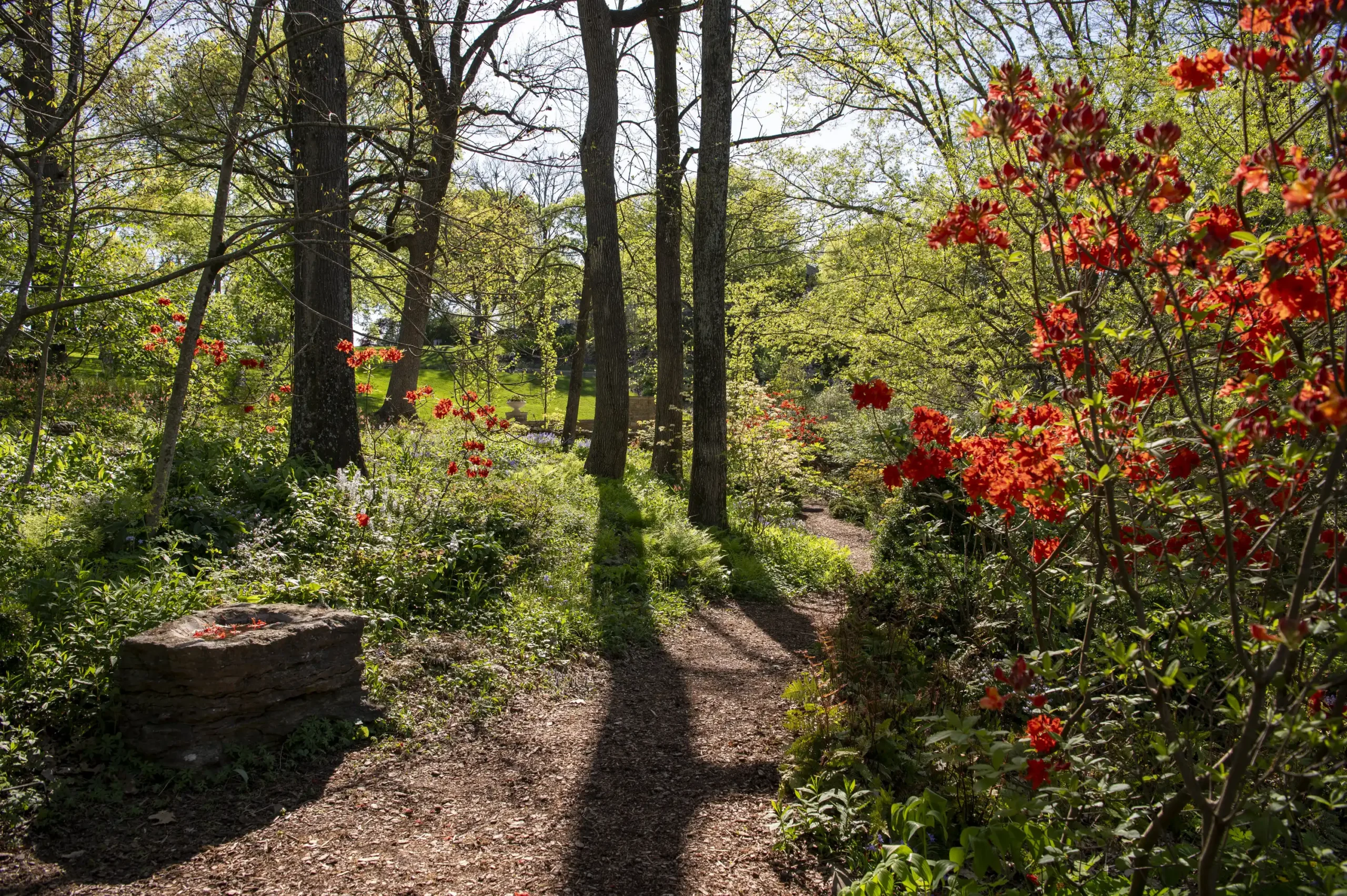 The_Cheekwood_Gardening_School- Planting Under Mature Trees