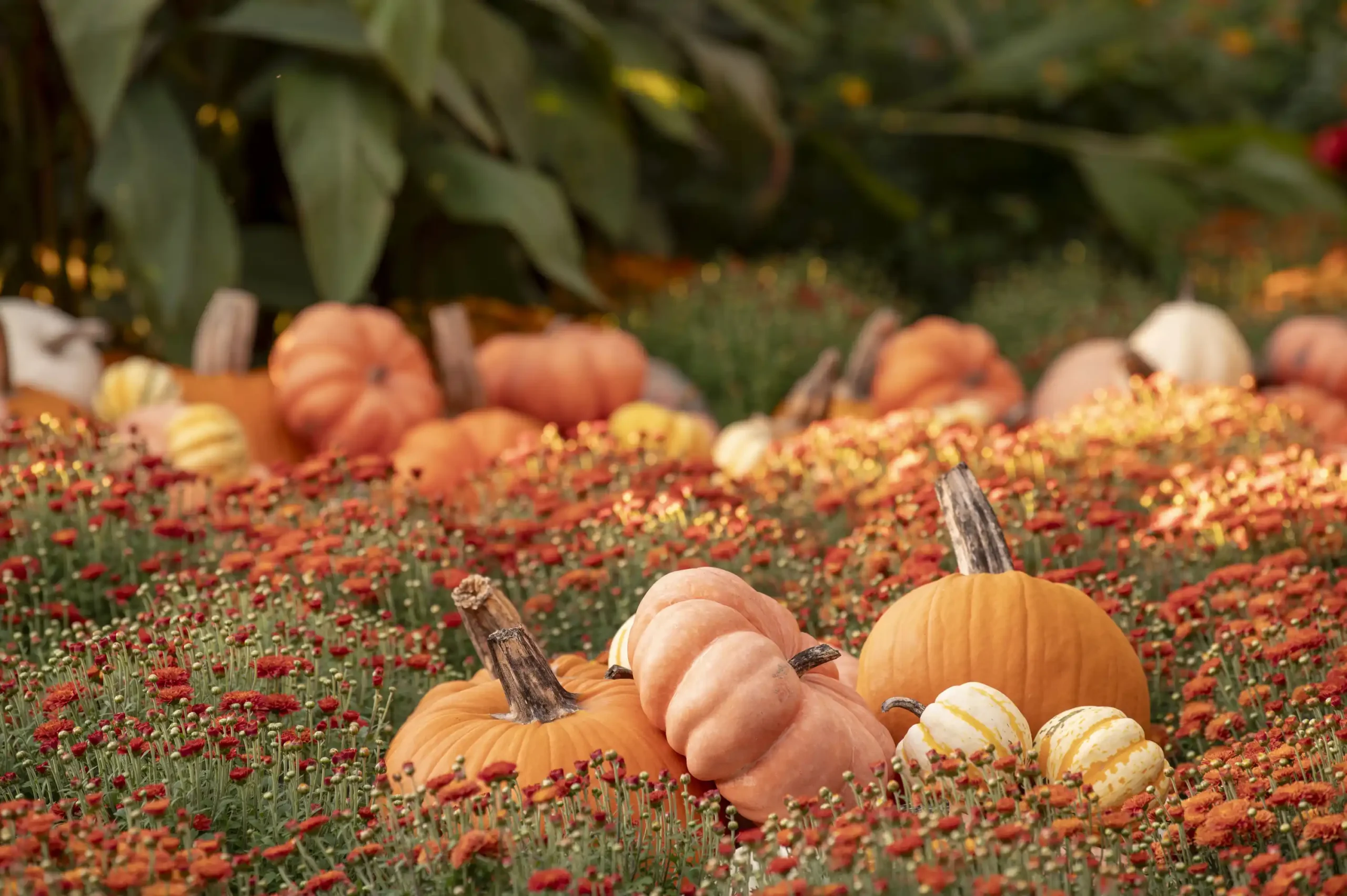 The_Cheekwood_Gardening_School- Seasonal Containers for Cool Weather