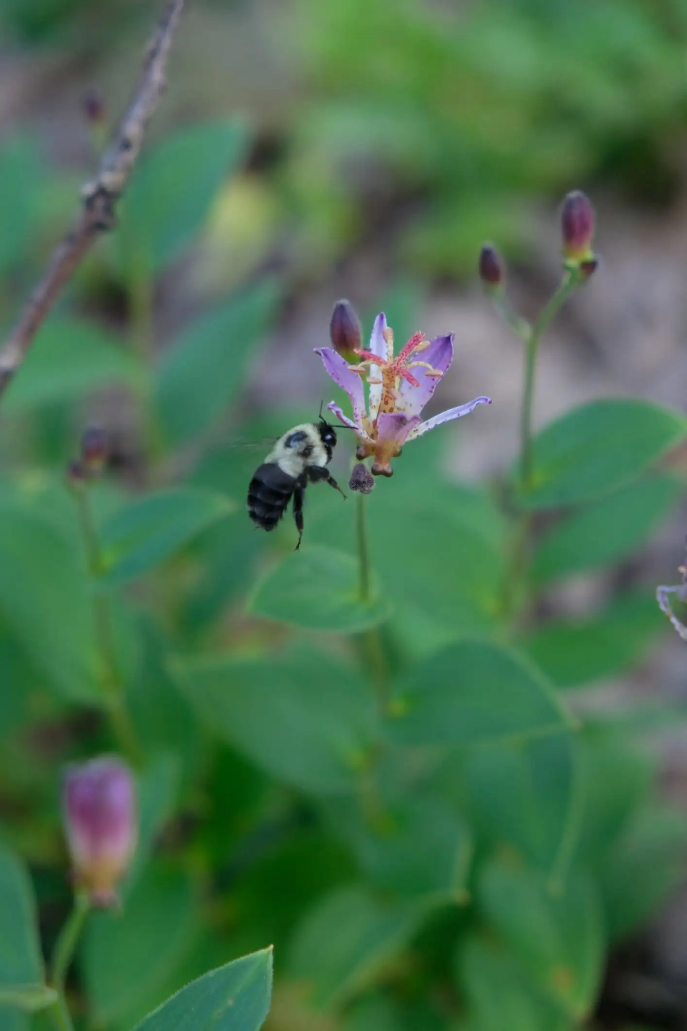 Tricyrtis formosana 'Seiryu'