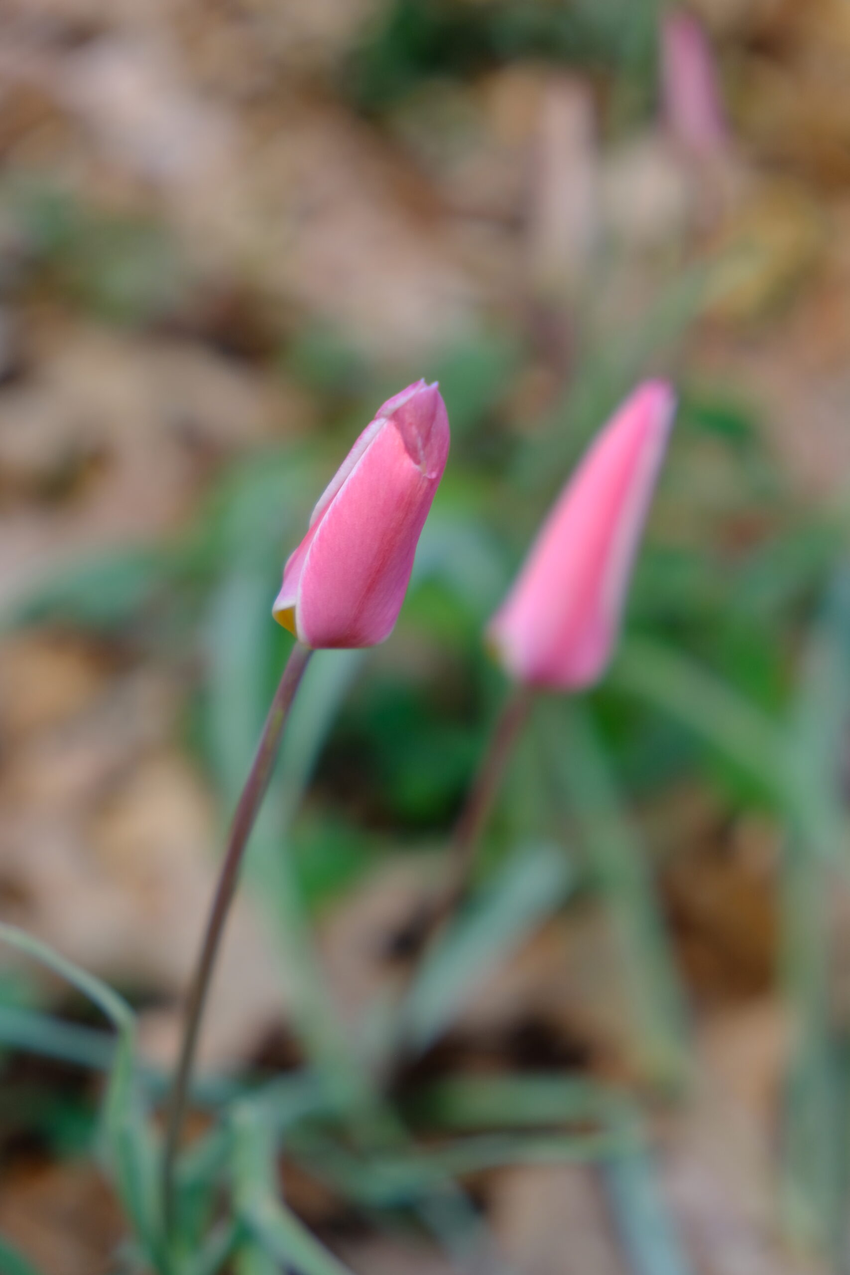 Tulipa-clusiana-Lady-Tulip