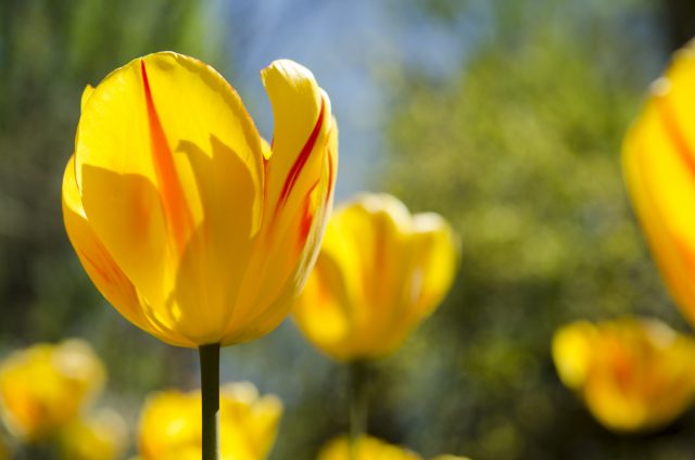 Close up photo of yellow tulips