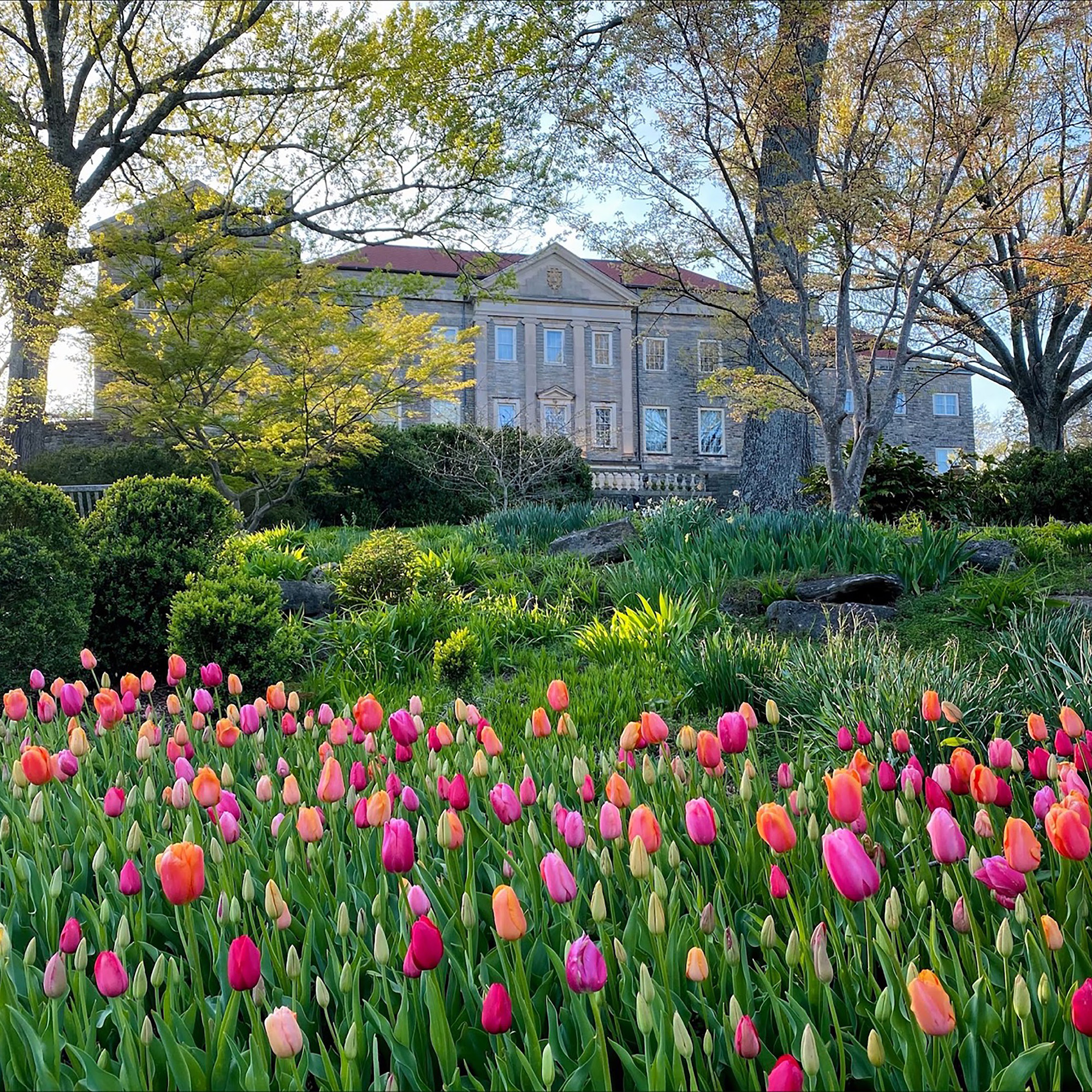 Tulips_In_Front_Of_Mansion_CheekwoodSociety