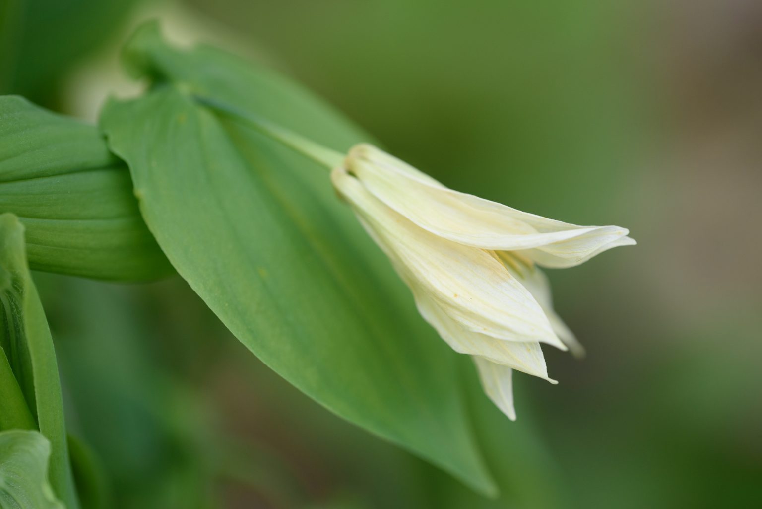 Uvularia-perfoliata_ABruckse_002-1-1536x1025