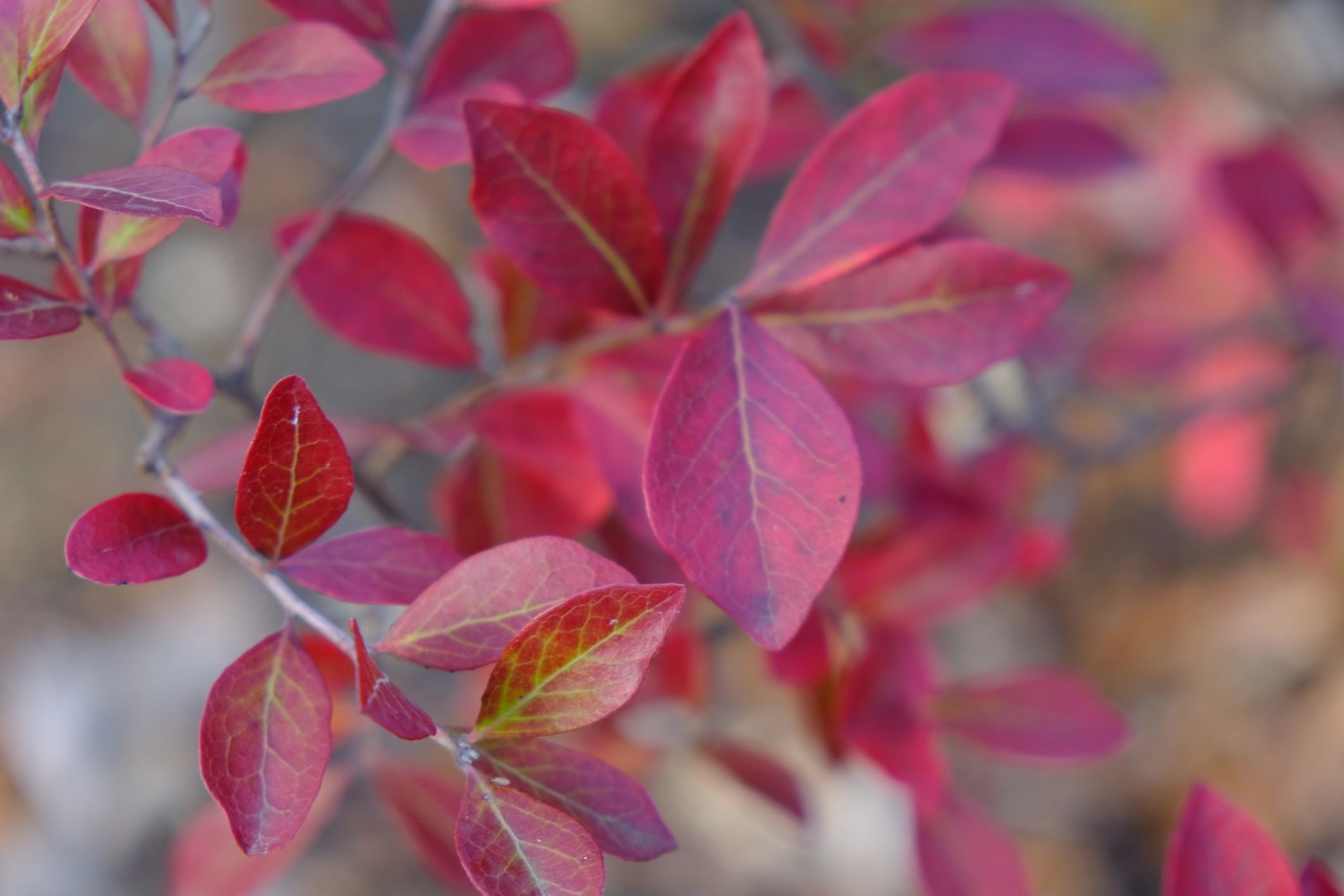 Vaccinium arboreum