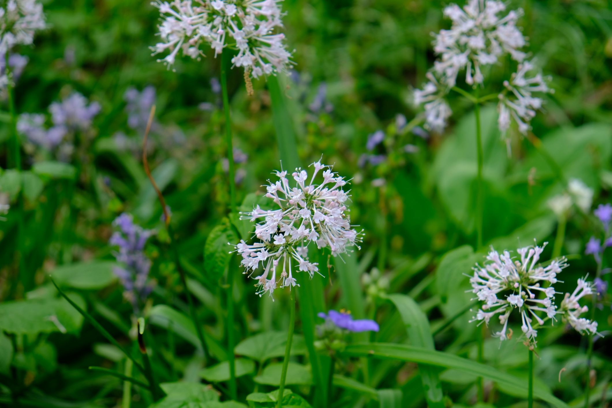 Valeriana pauciflora