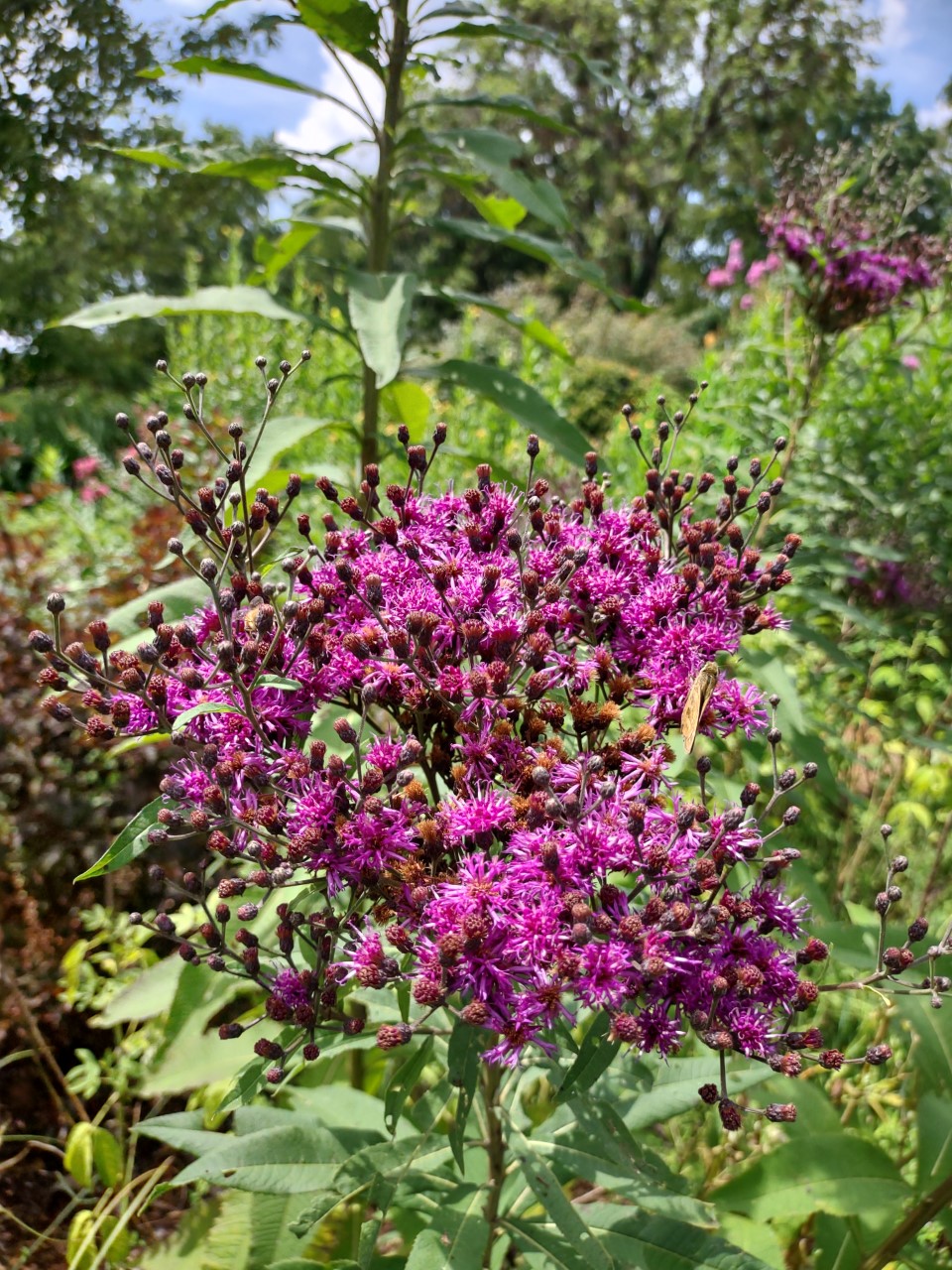 Vernonia-baldwinii