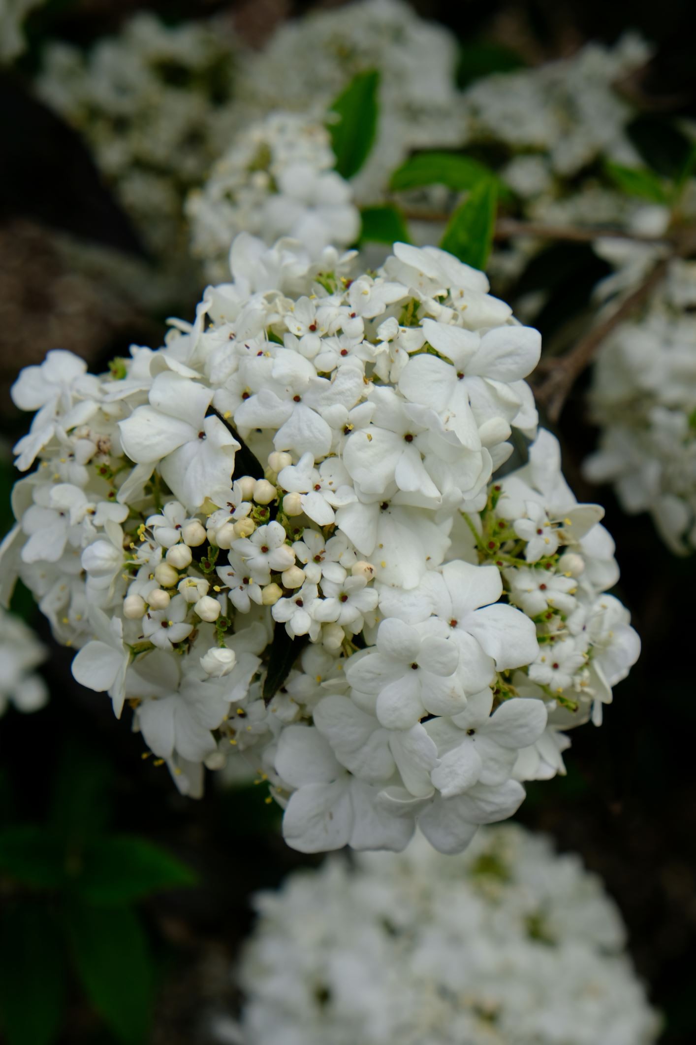 Viburnum 'Nantucket'