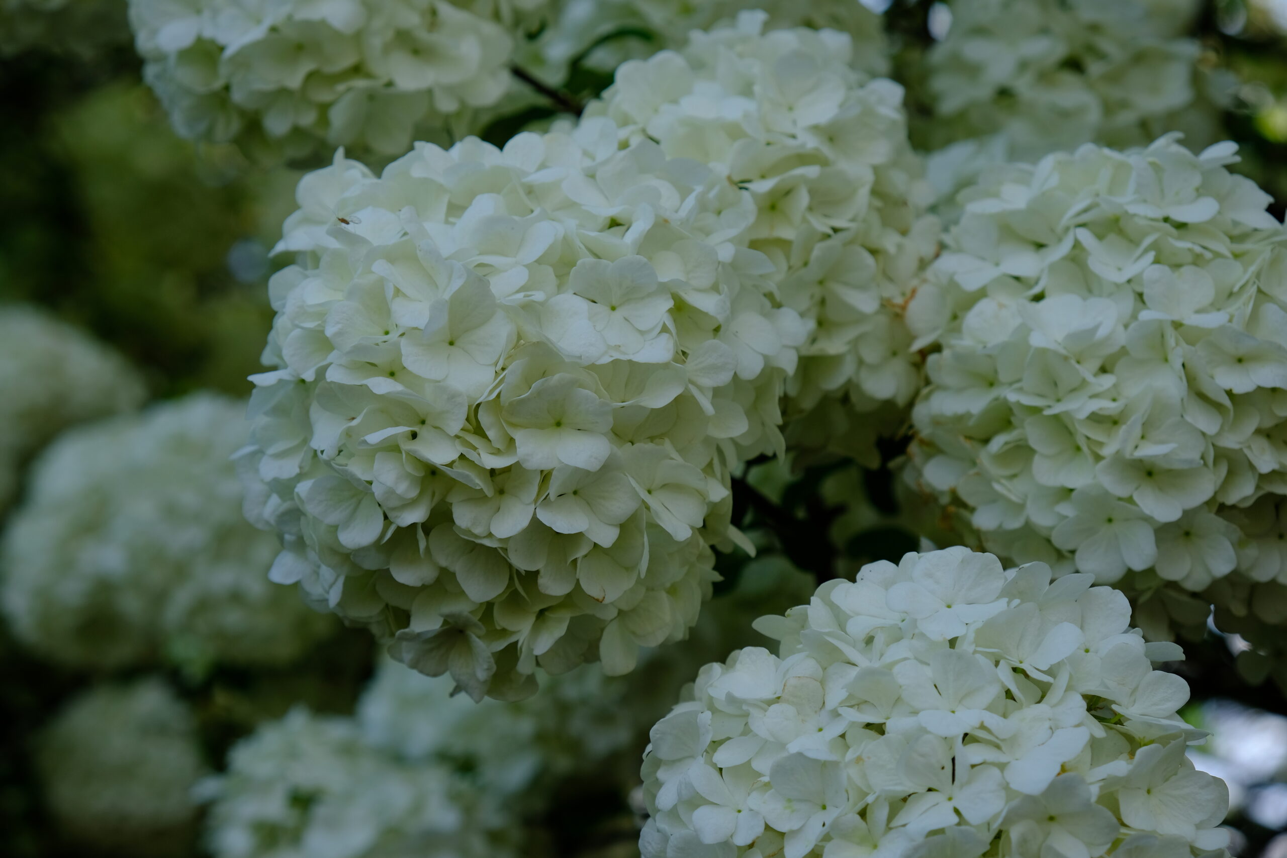 Viburnum opulus 'sterile'