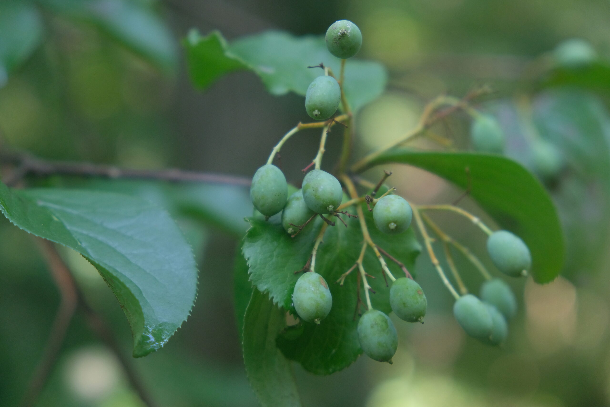 Viburnum rufidulum