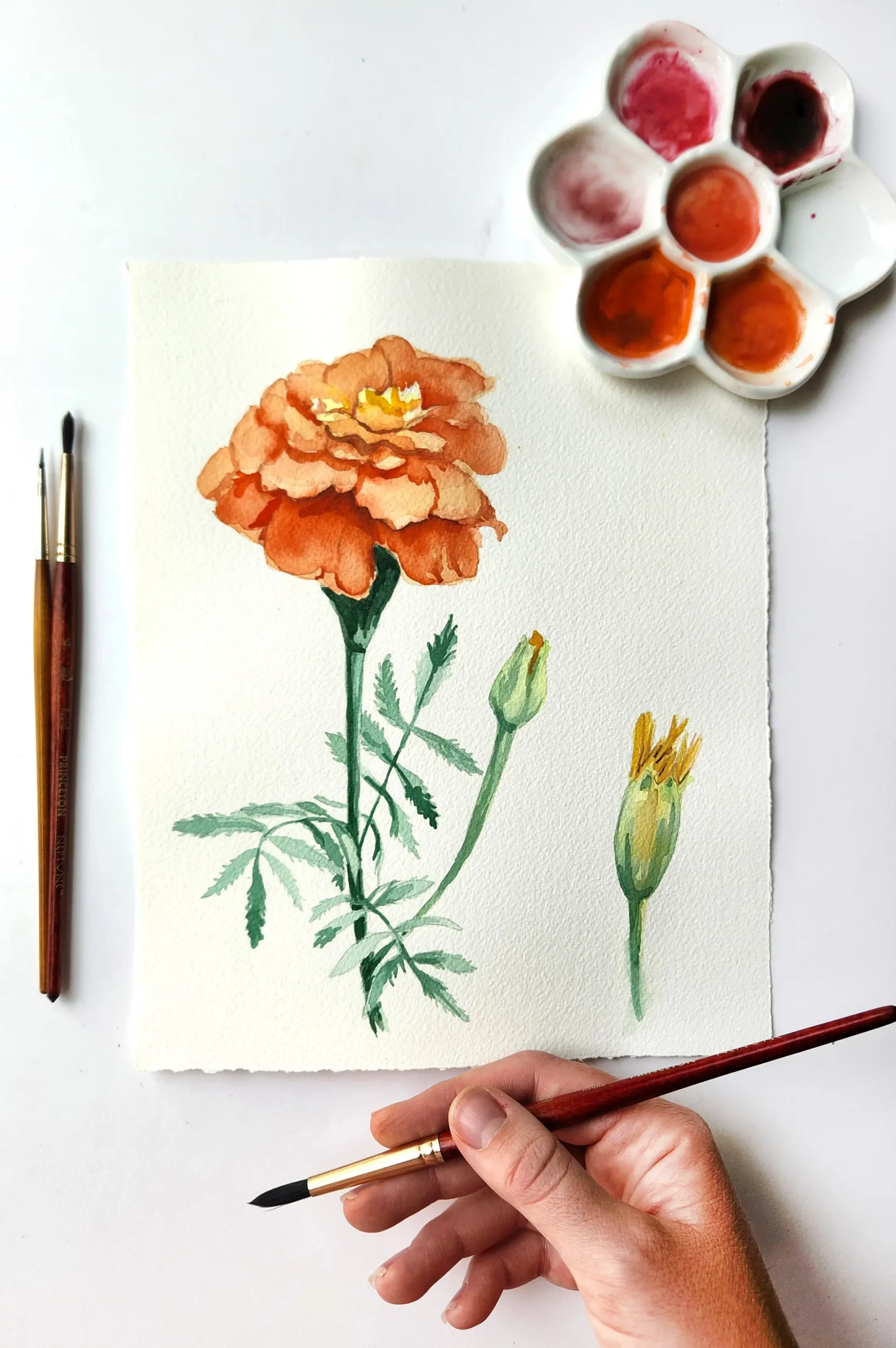 Watercolor marigold workshop image