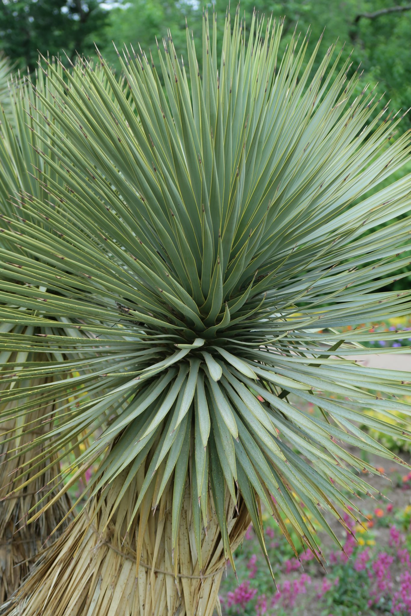Yucca-thompsoniana-3-1-1365x2048