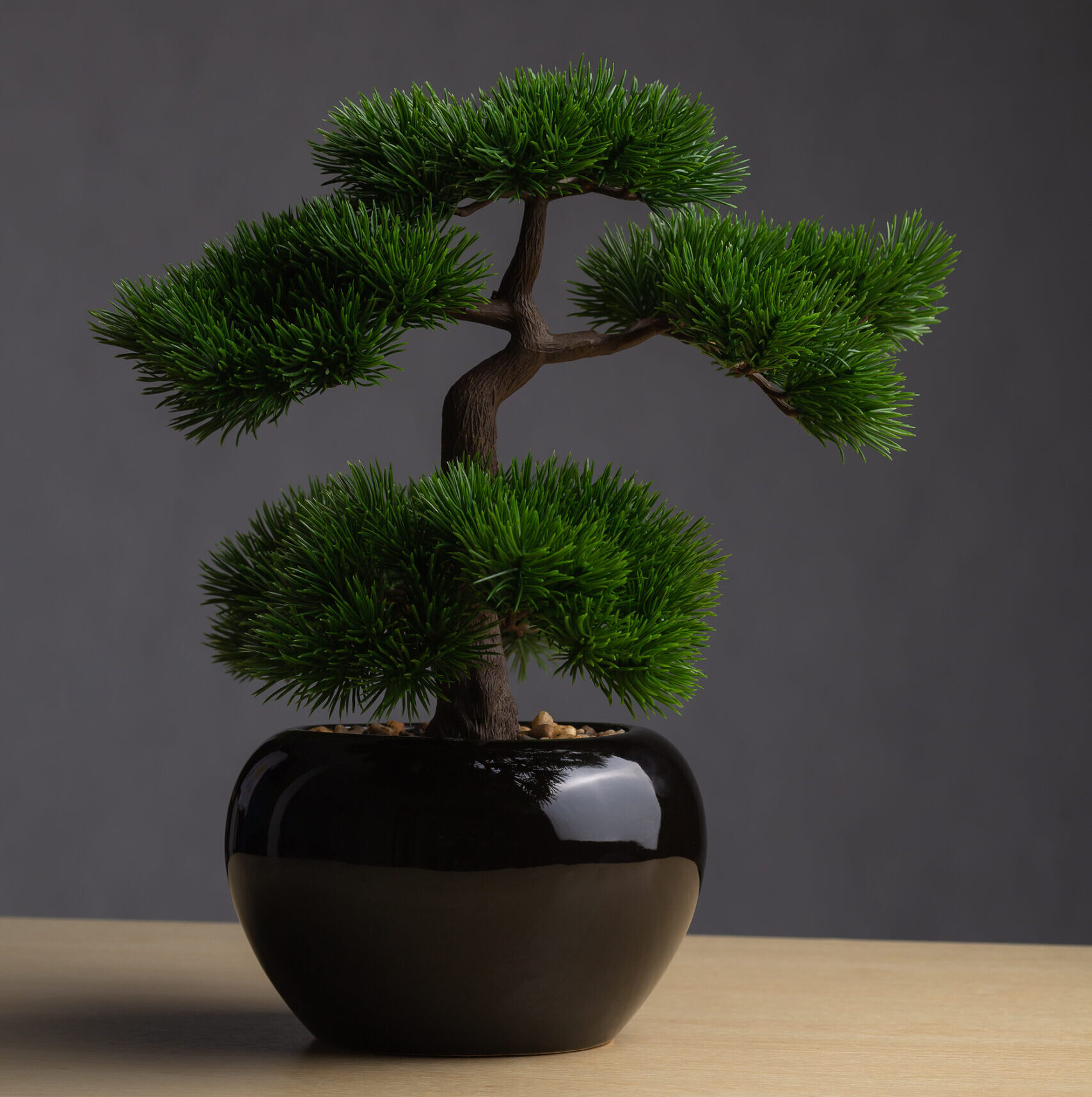 Bonsai On The Desk. The Backdrop Is A Dark Gray Background. The Bonsai Concept Adorned The Desk To R