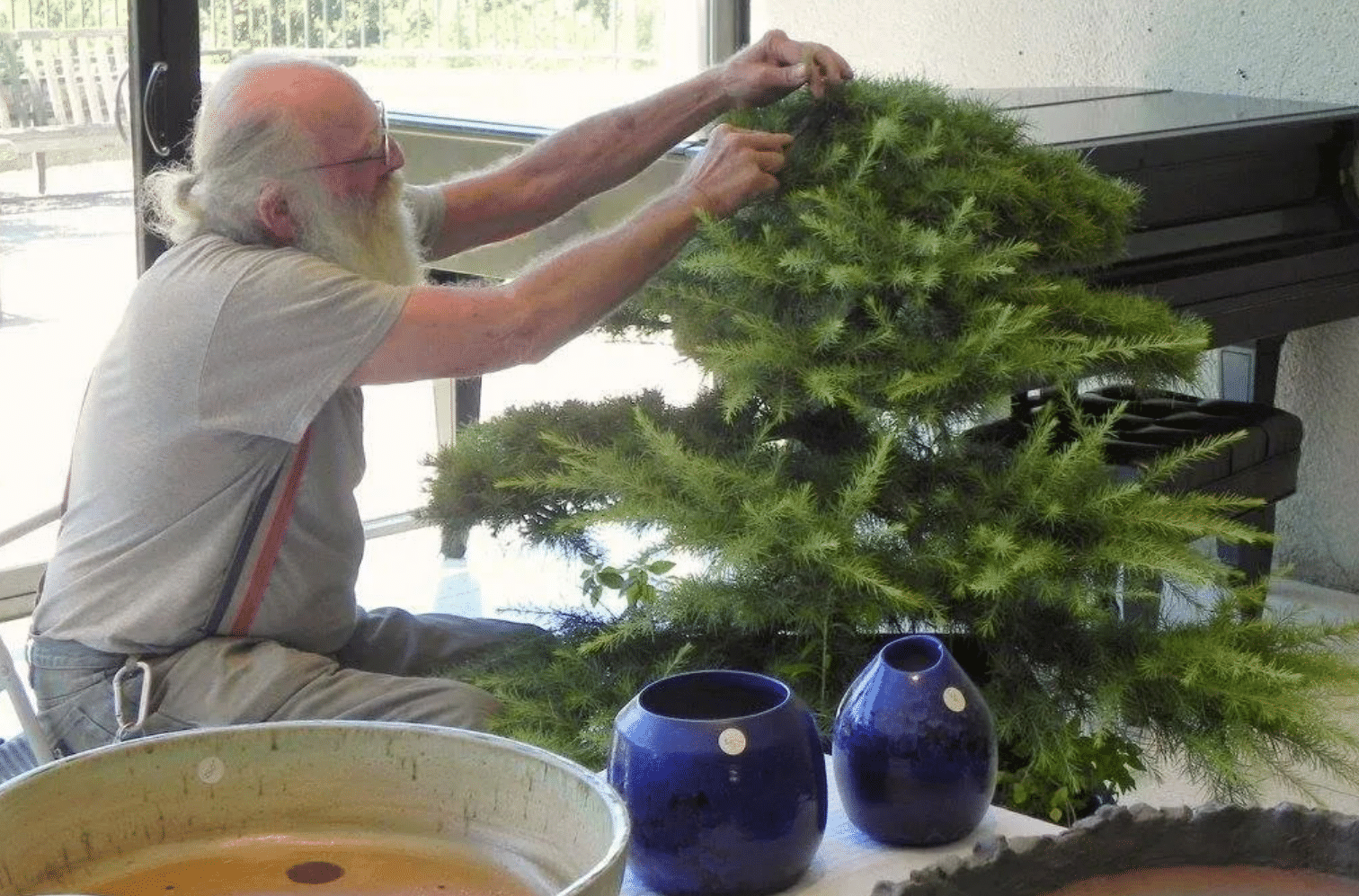 Man dressing a Bonsai Tree